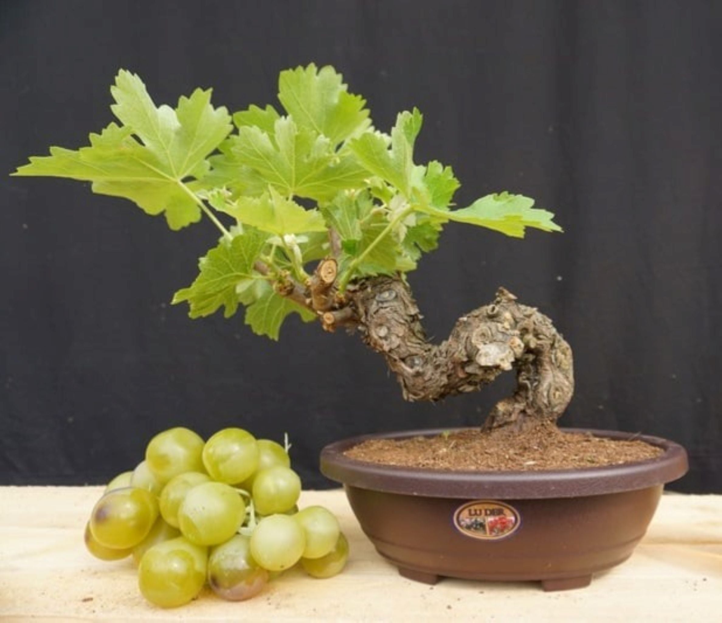 Bonsaïs - Le Cep De Vigne