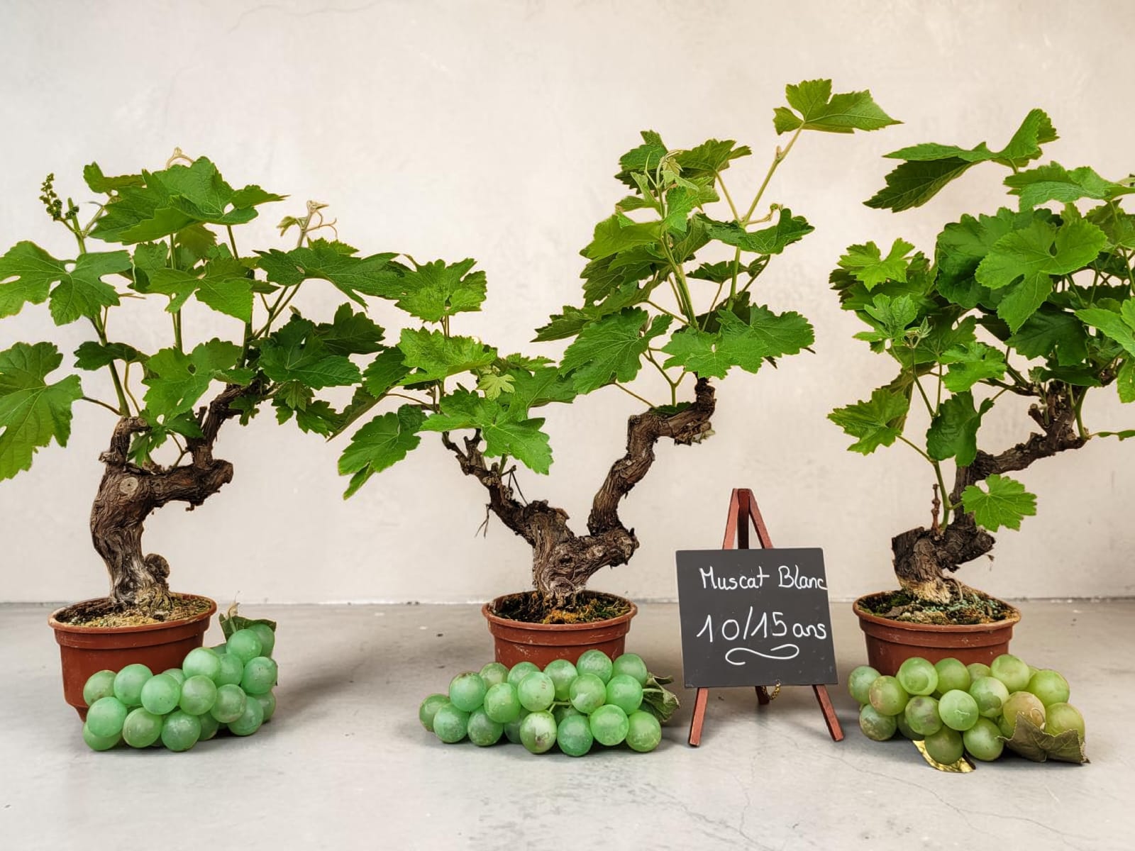 Vignes 10/15 ans - Le Cep De Vigne