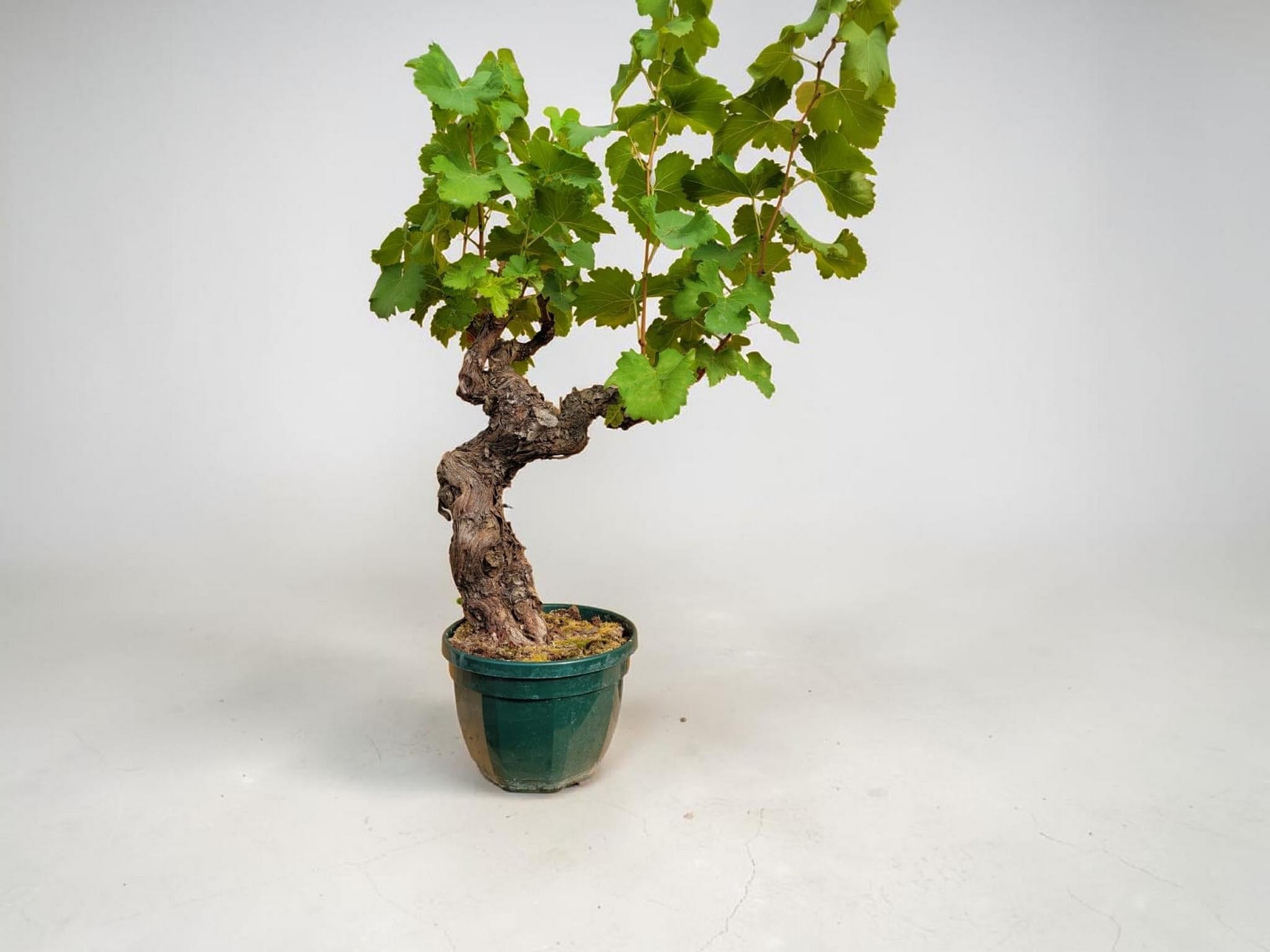Vignes 30/35 ans - Le Cep De Vigne