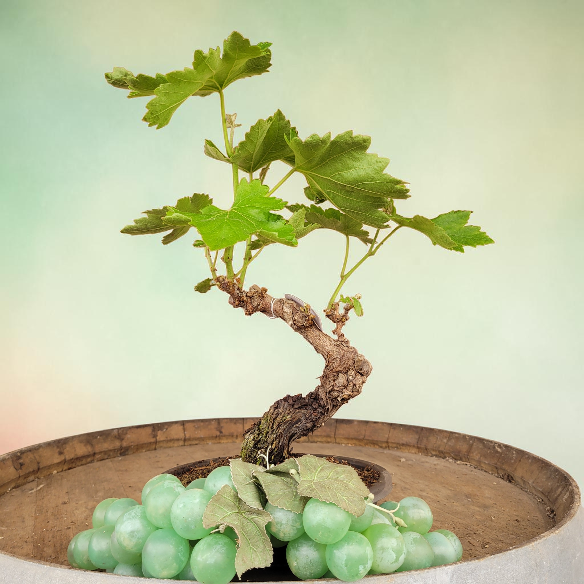 Bonsaï MUSCAT BLANC N°4