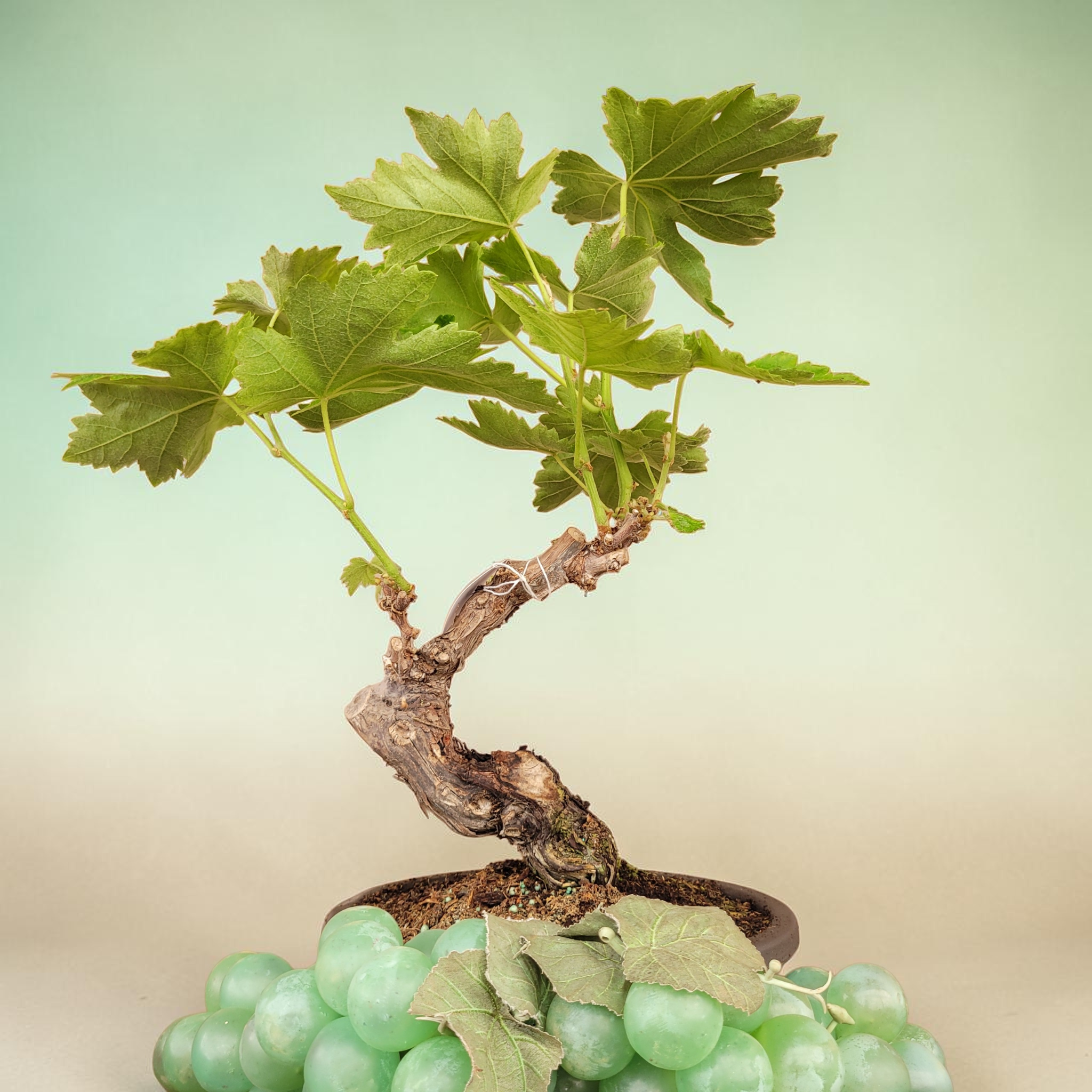 Bonsaï MUSCAT BLANC N°4