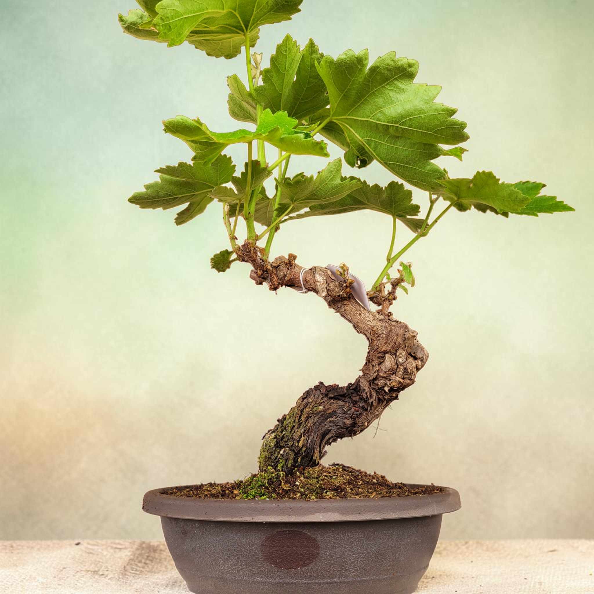 Bonsaï MUSCAT BLANC N°4