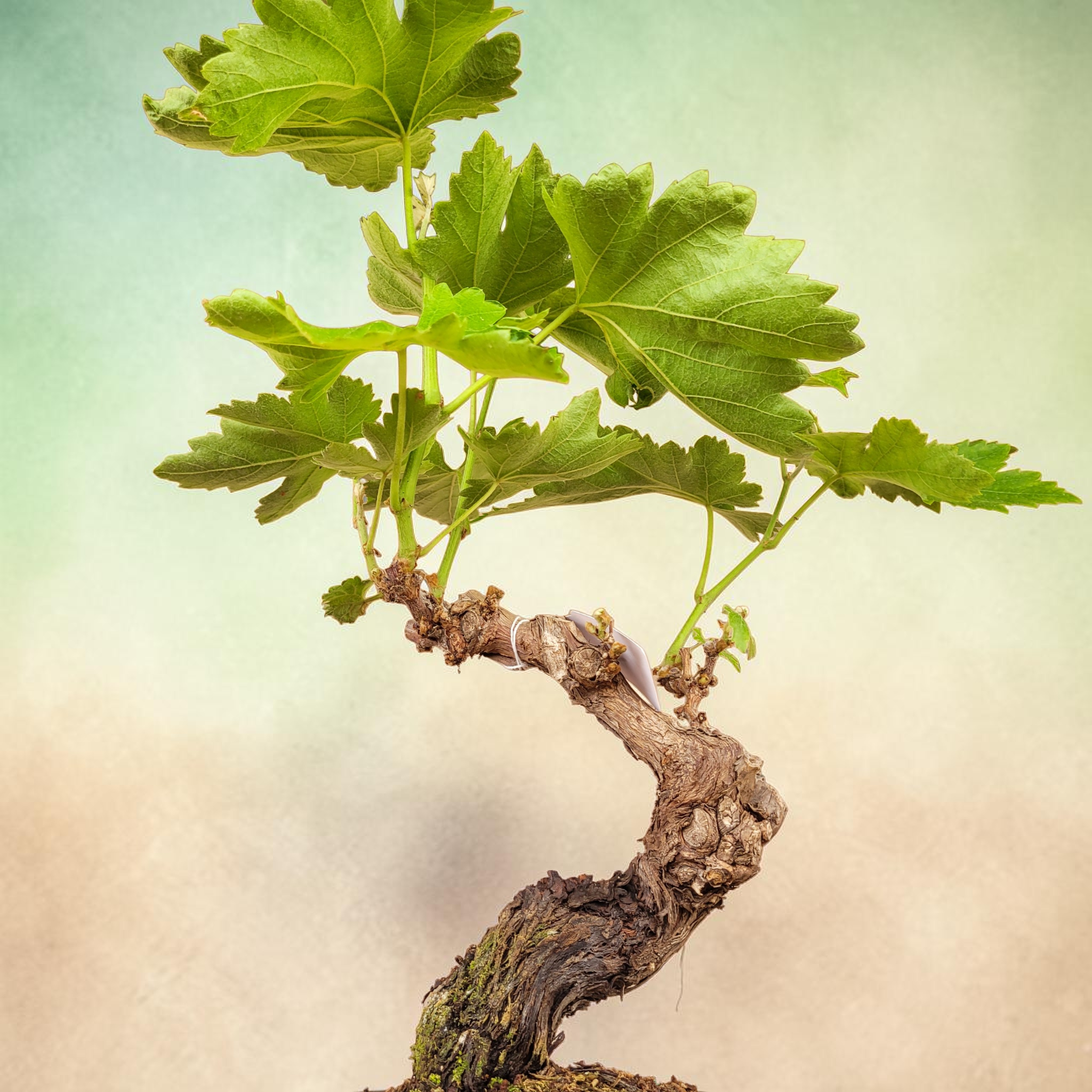 Bonsaï MUSCAT BLANC N°4