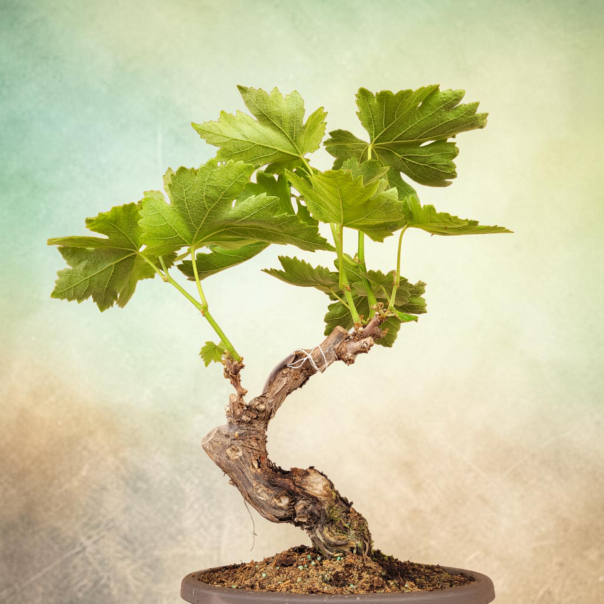 Bonsaï MUSCAT BLANC N°4