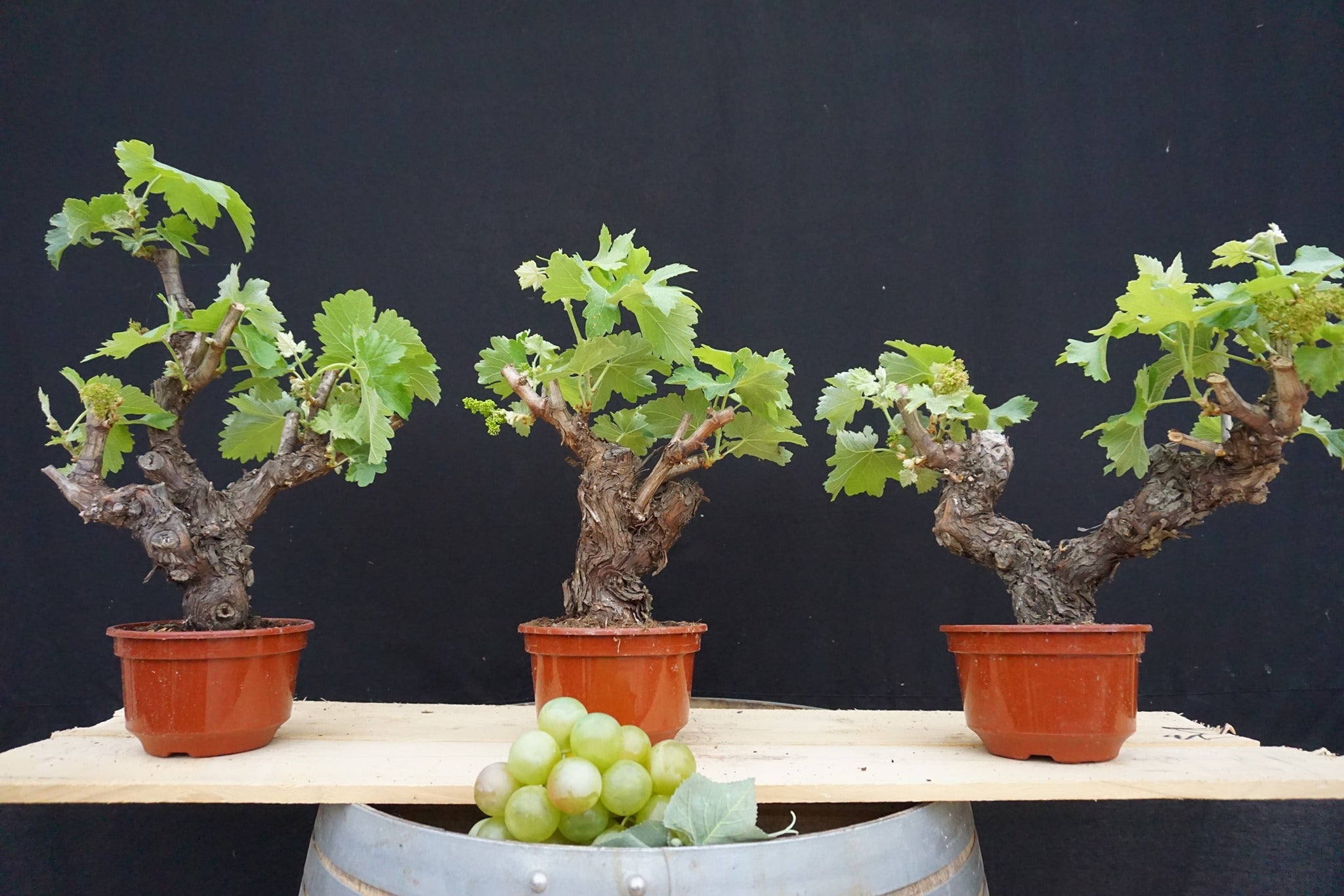 Mini Vigne 10/15 ans