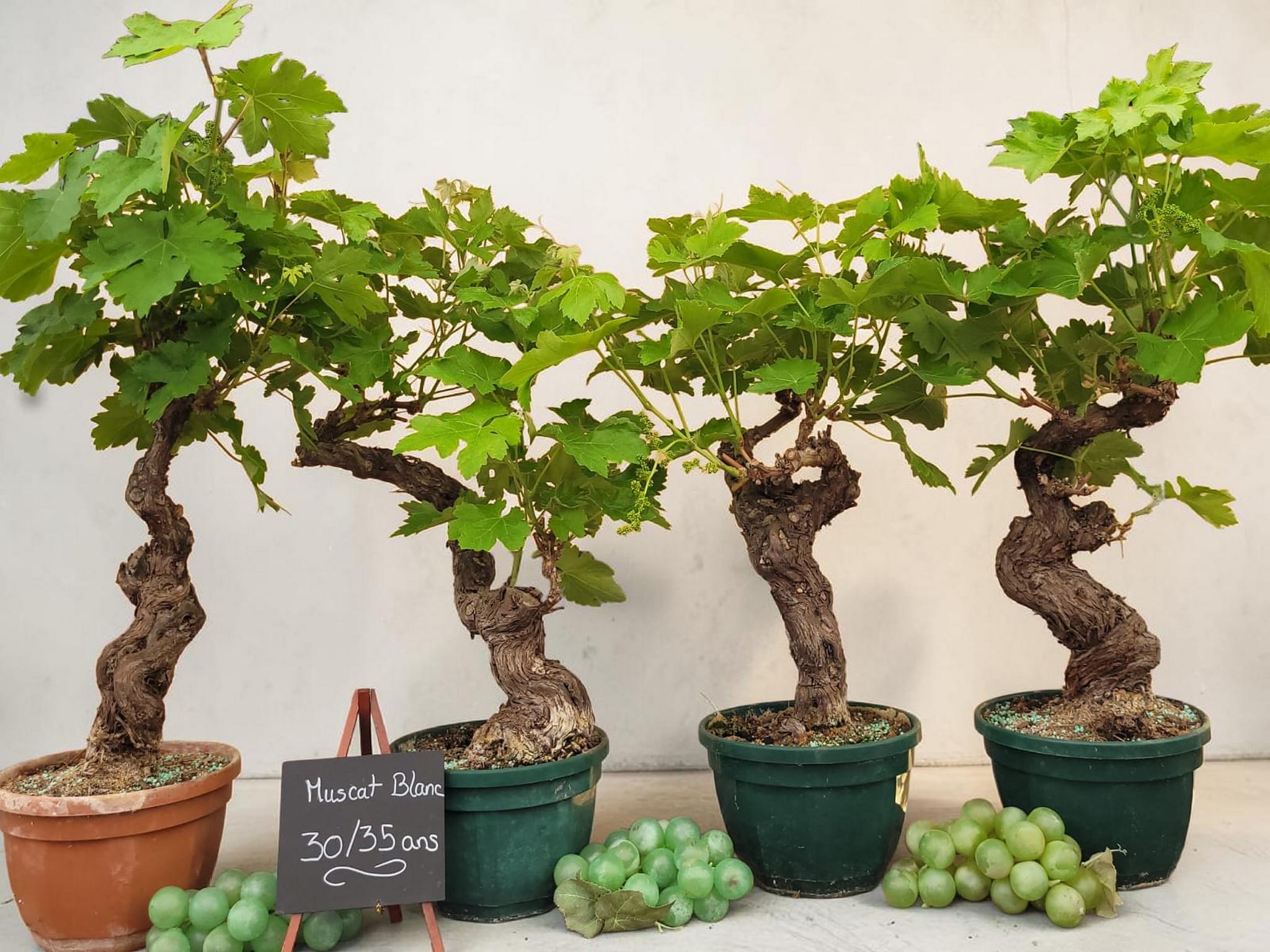 Vigne 30/35 ans Muscat Blanc - Modèle Aléatoire