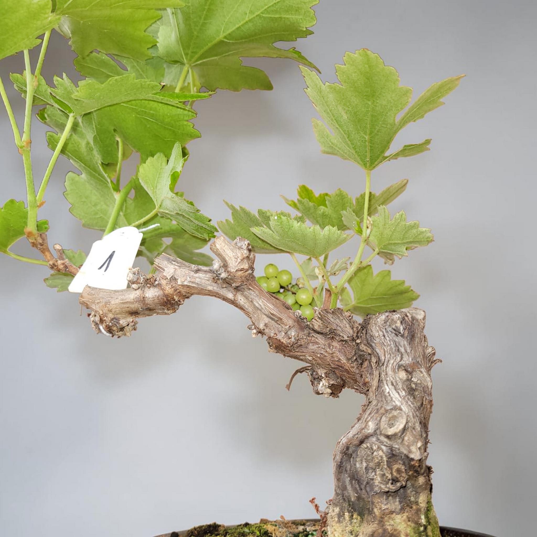 Bonsaï MUSCAT BLANC N°1 - Le Cep De Vigne