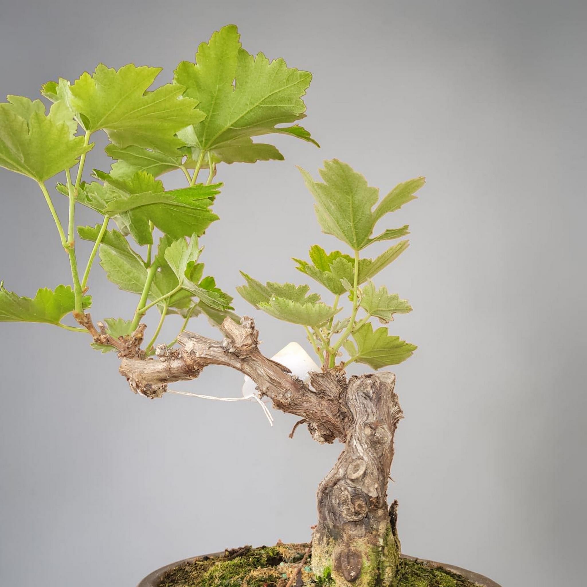 Bonsaï MUSCAT BLANC N°1 - Le Cep De Vigne