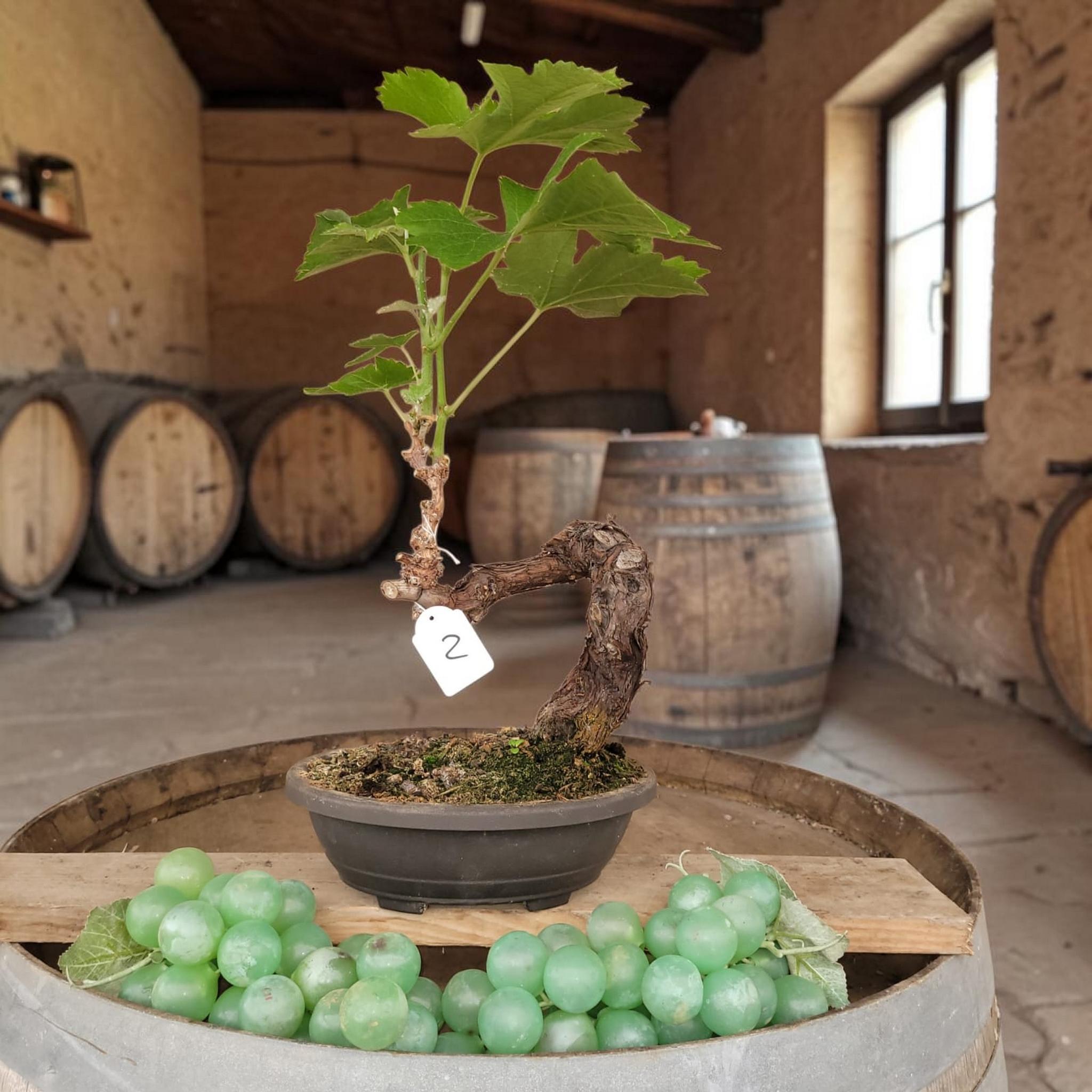Bonsaï MUSCAT BLANC N°2 - Le Cep De Vigne