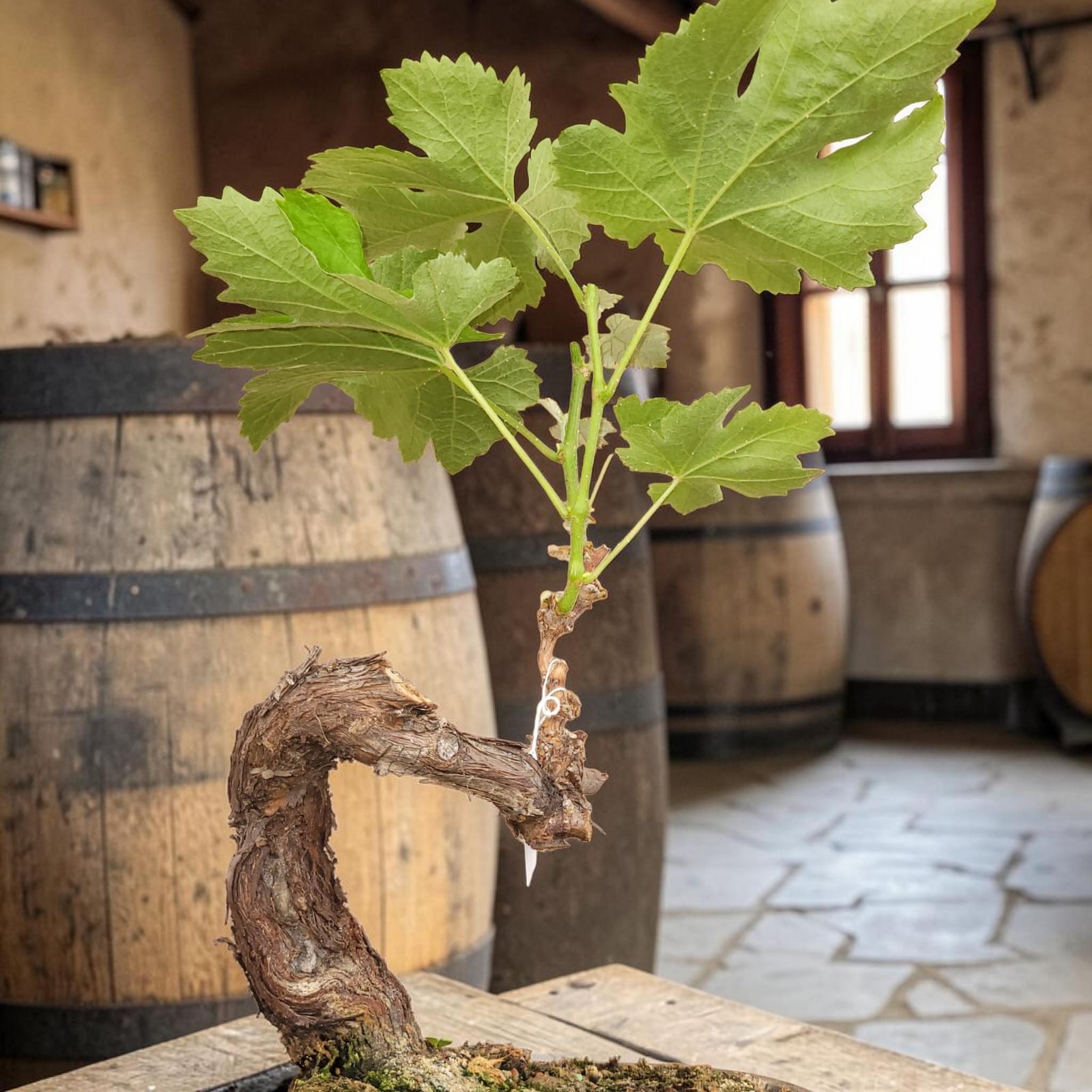 Bonsaï MUSCAT BLANC N°2 - Le Cep De Vigne