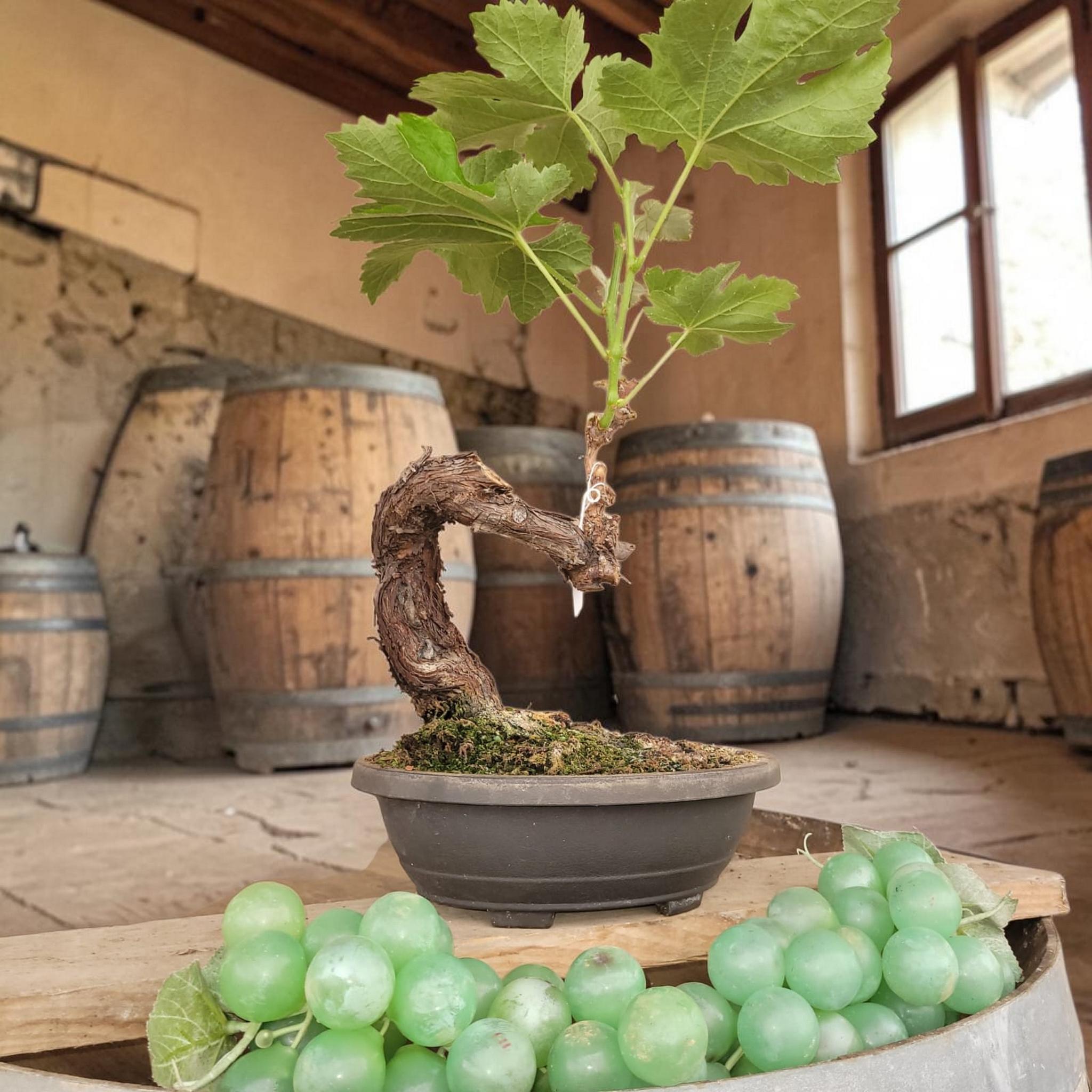 Bonsaï MUSCAT BLANC N°2 - Le Cep De Vigne