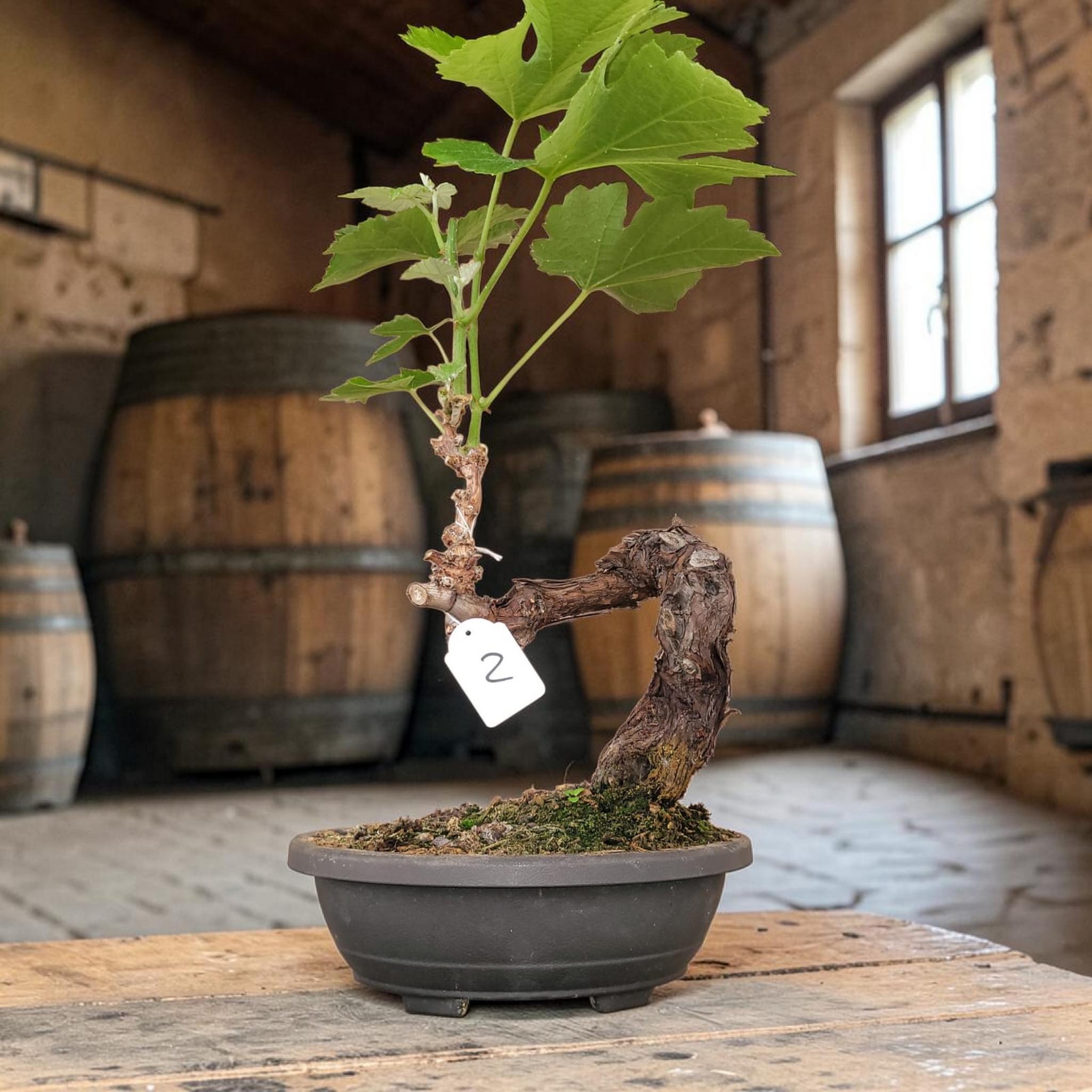 Bonsaï MUSCAT BLANC N°2 - Le Cep De Vigne
