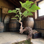 Bonsaï MUSCAT BLANC N°2 - Le Cep De Vigne