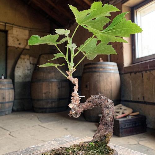 Bonsaï MUSCAT BLANC N°2 - Le Cep De Vigne