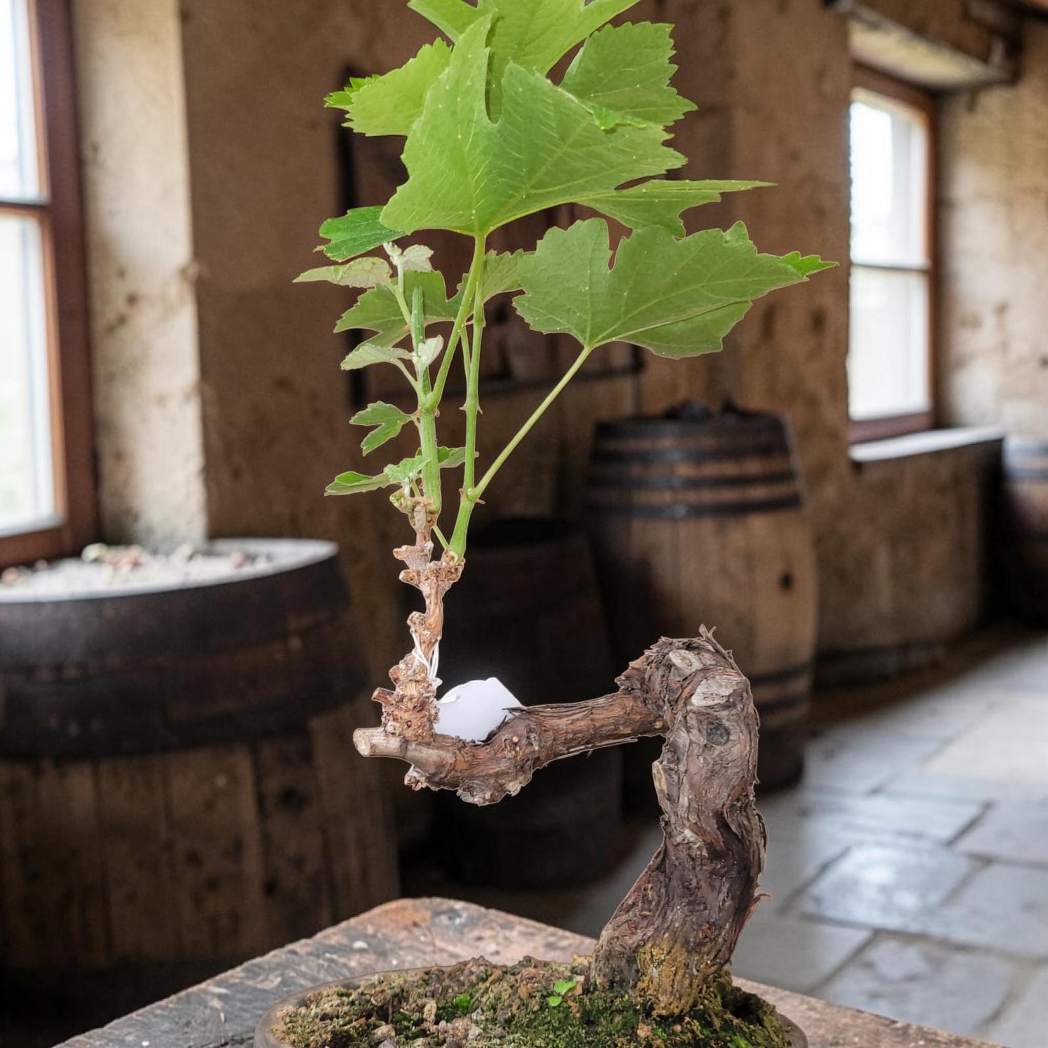 Bonsaï MUSCAT BLANC N°2 - Le Cep De Vigne