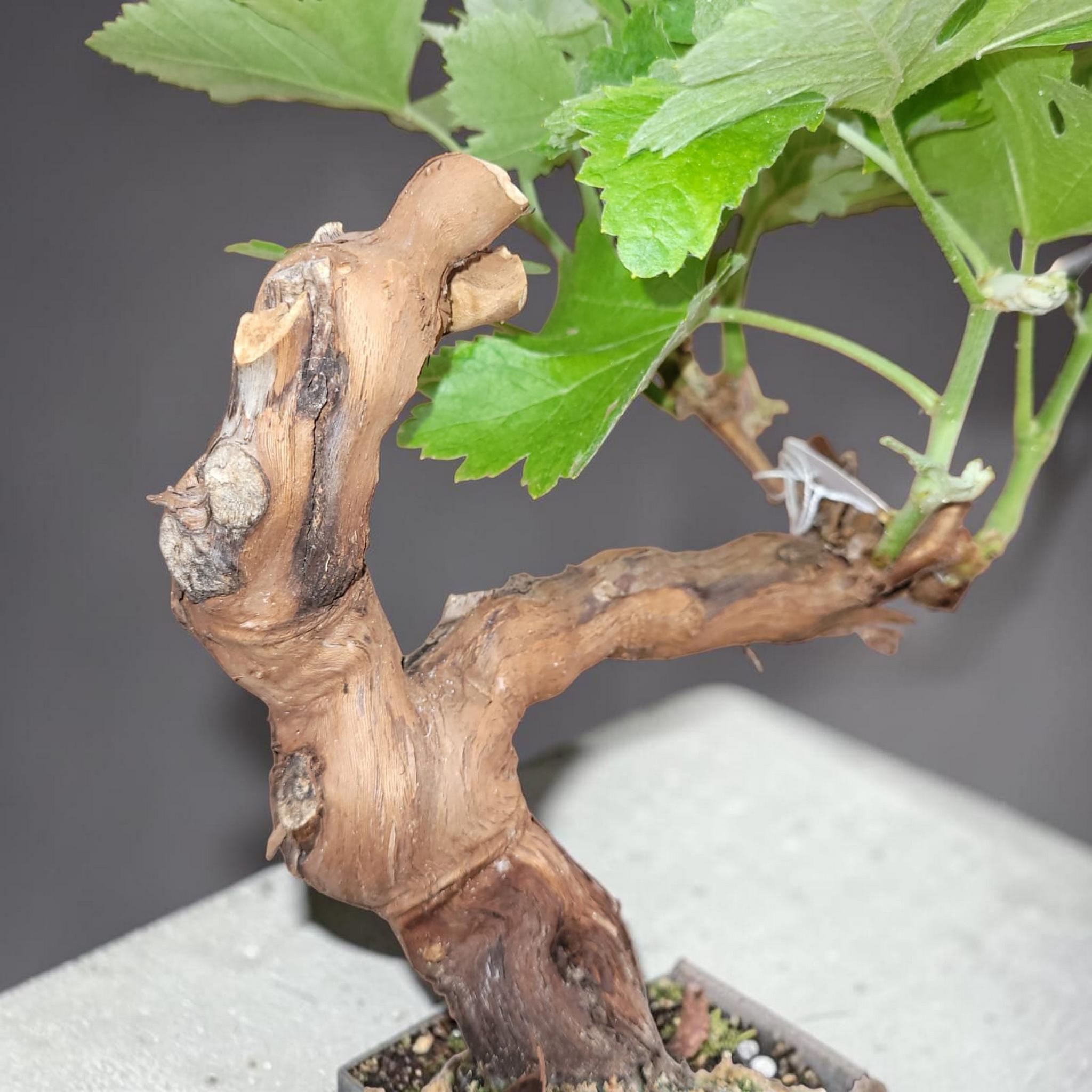 Bonsaï MUSCAT BLANC N°3 - tronc décapé - Le Cep De Vigne