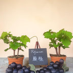 EXCLUSIF - Fujiminori 藤稔 - Le Cep De Vigne