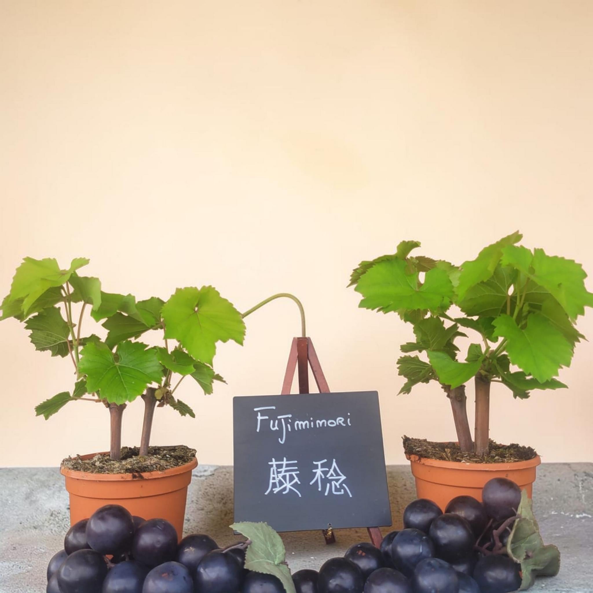 EXCLUSIF - Fujiminori 藤稔 - Le Cep De Vigne