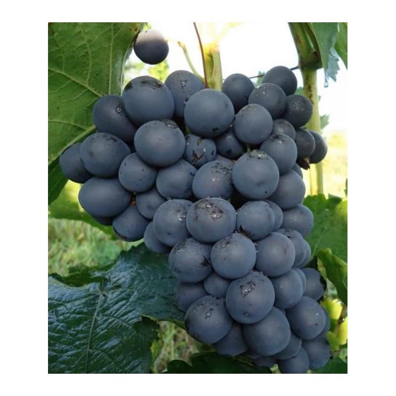 EXCLUSIF - Fujiminori 藤稔 - Le Cep De Vigne