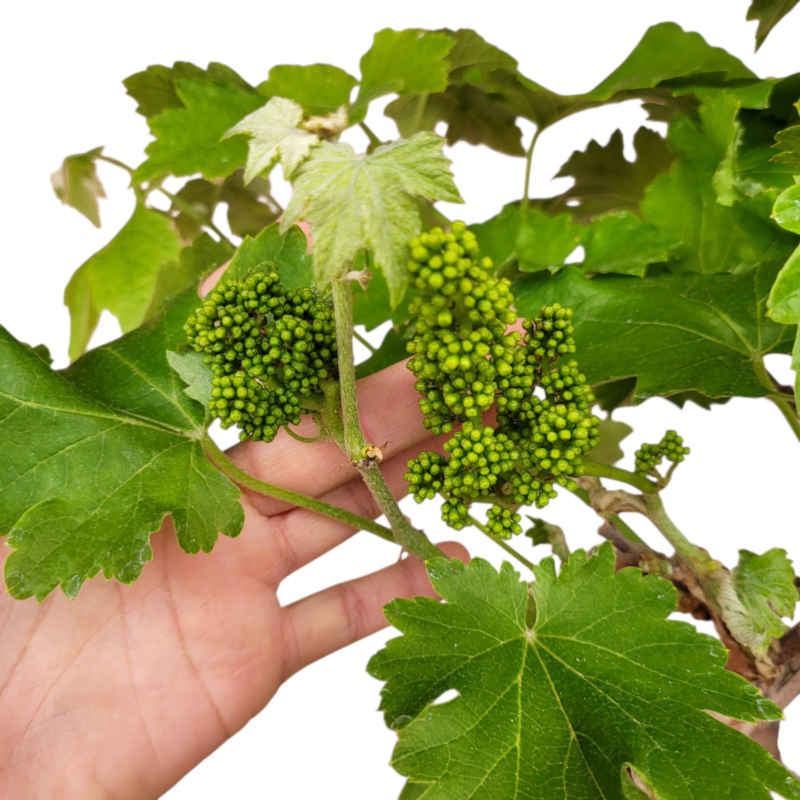 Muscat Blanc 10/15 ans N°003 avec Fruits - Le Cep De Vigne