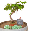 Muscat Blanc 10/15 ans N°003 avec Fruits - Le Cep De Vigne