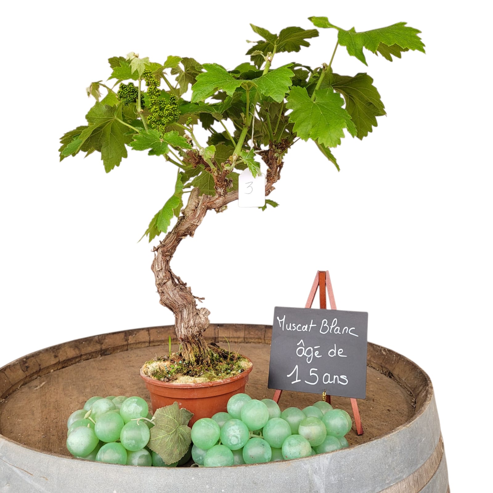 Muscat Blanc 10/15 ans N°003 avec Fruits - Le Cep De Vigne