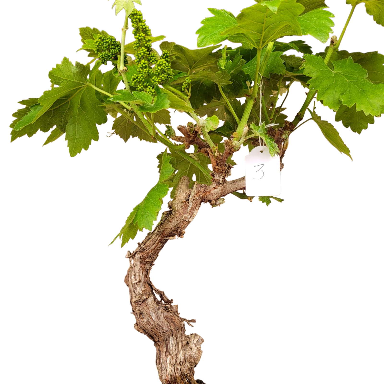 Muscat Blanc 10/15 ans N°003 avec Fruits - Le Cep De Vigne