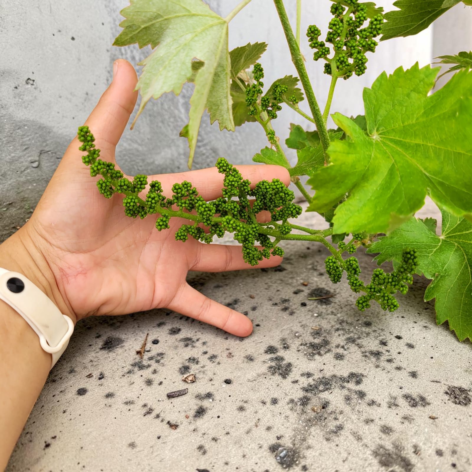 Muscat Blanc 10/15 ans N°004 avec Fruits - Le Cep De Vigne