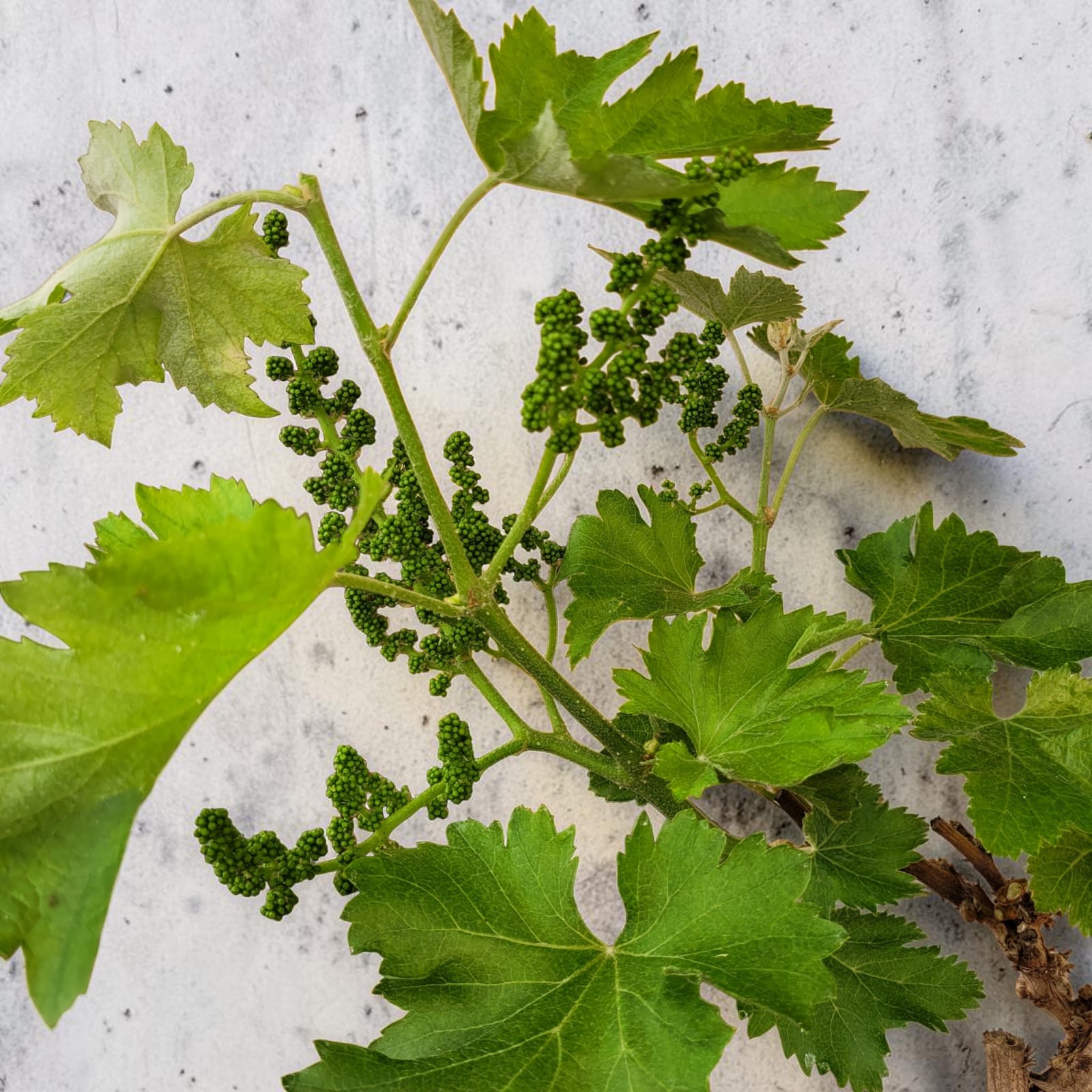 Muscat Blanc 10/15 ans N°004 avec Fruits - Le Cep De Vigne