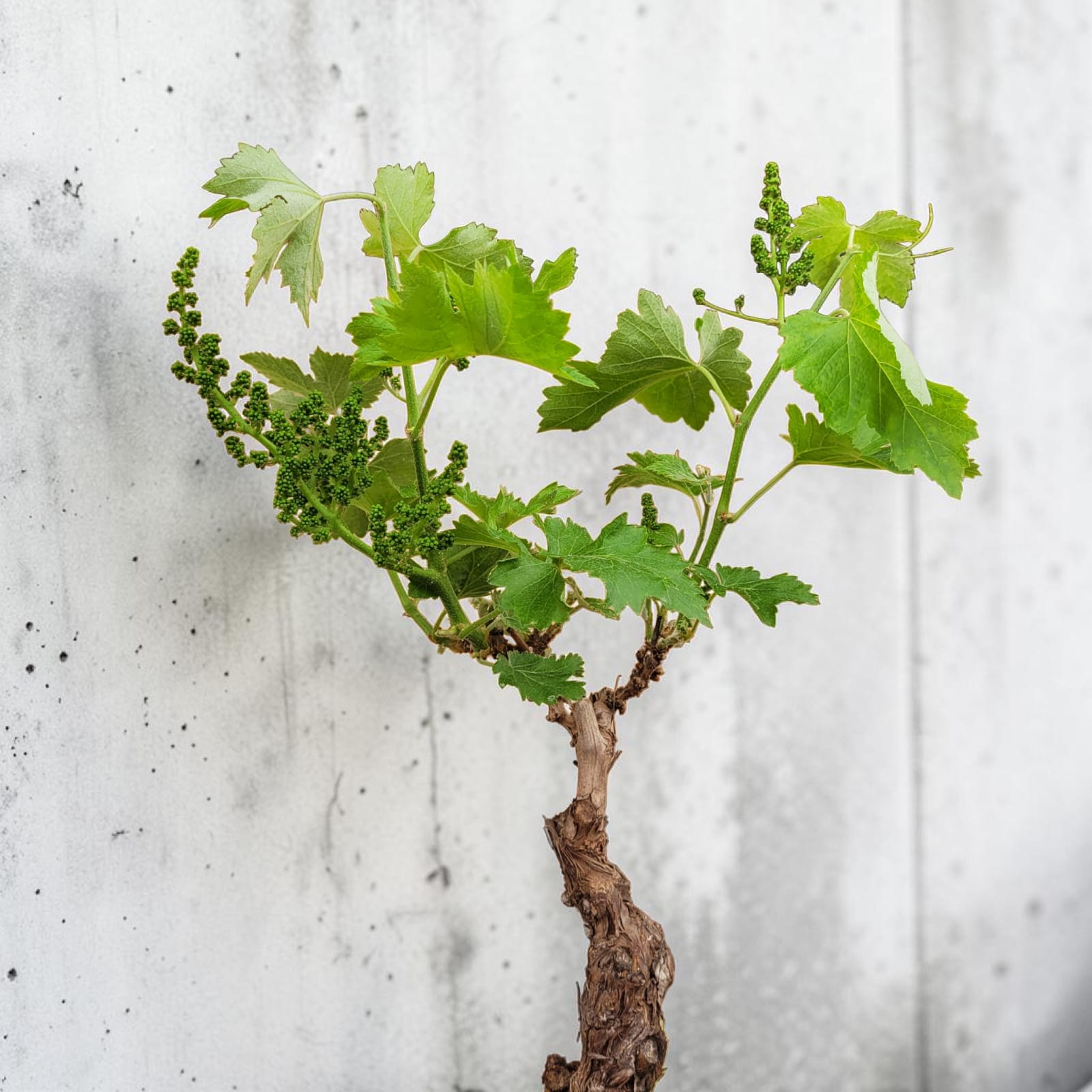 Muscat Blanc 10/15 ans N°004 avec Fruits - Le Cep De Vigne