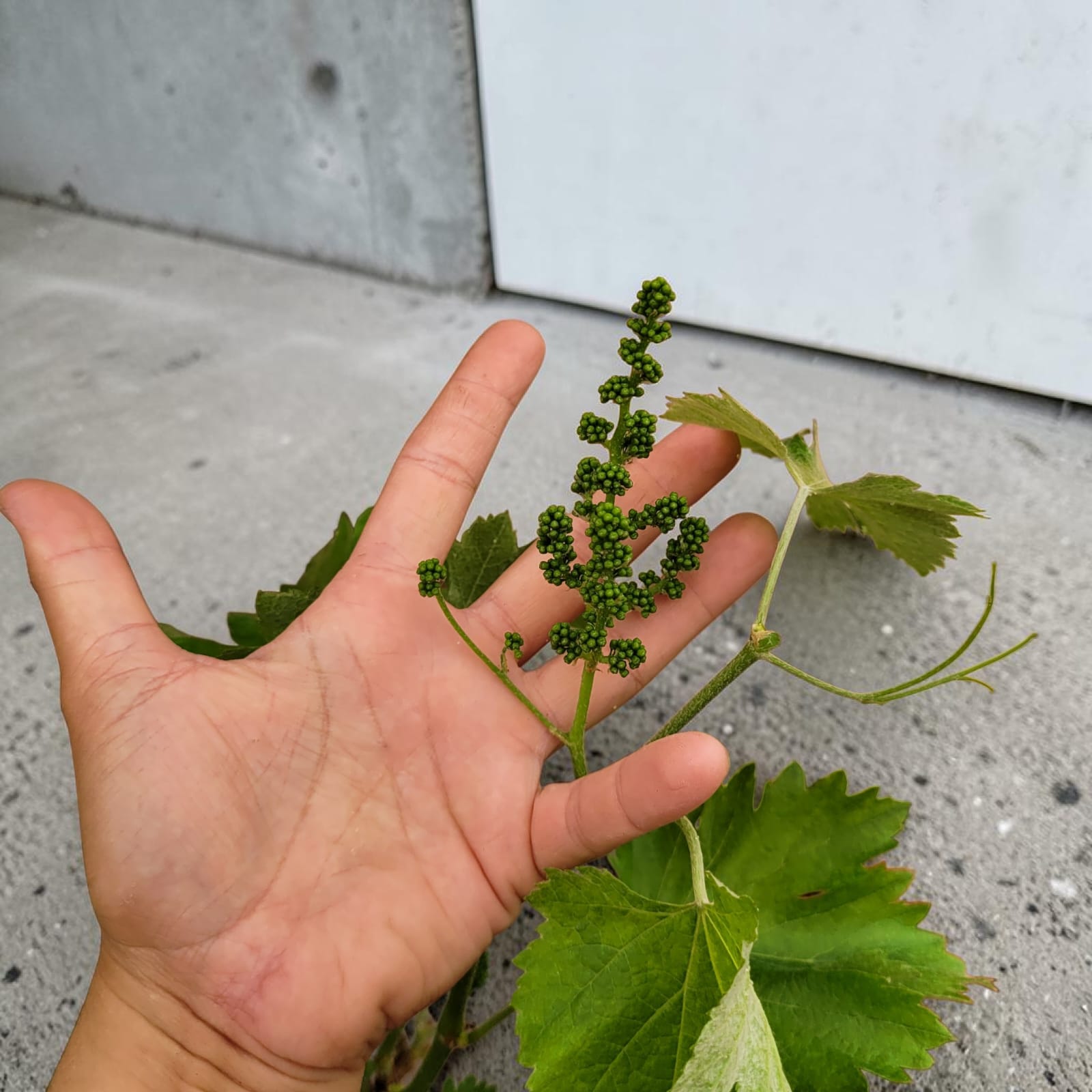 Muscat Blanc 10/15 ans N°004 avec Fruits - Le Cep De Vigne