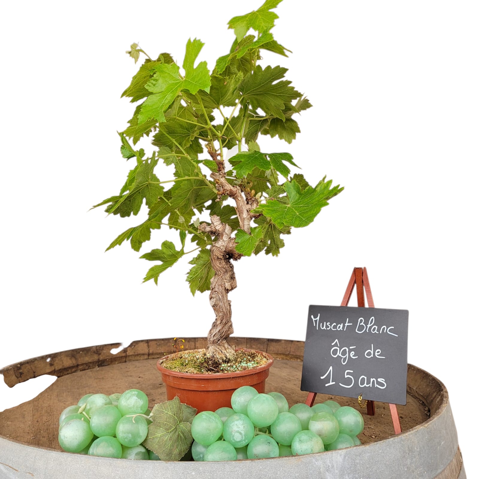 Muscat Blanc 10/15 ans N°006 - Le Cep De Vigne
