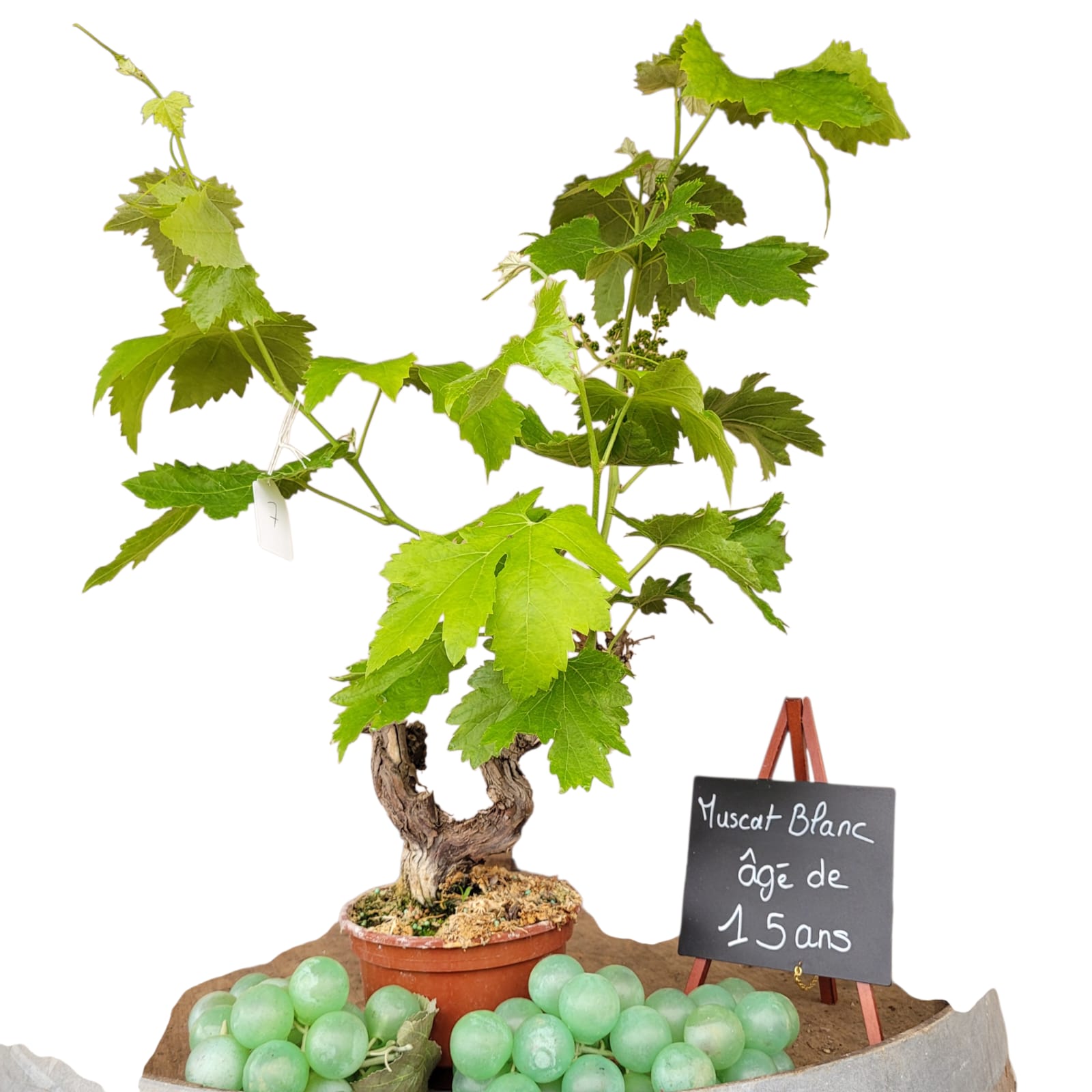 Muscat Blanc 10/15 ans N°007 avec Fruits - Le Cep De Vigne
