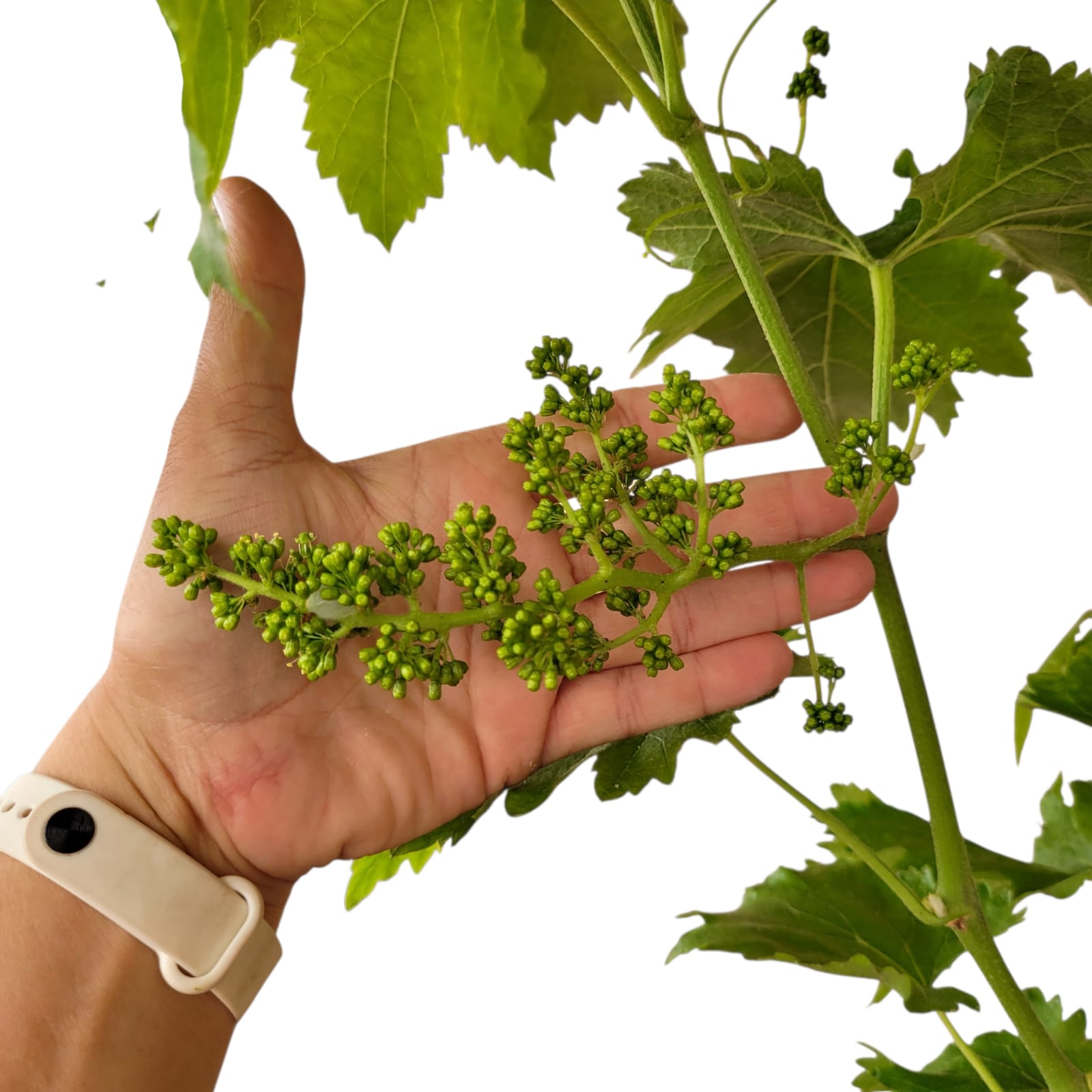 Muscat Blanc 10/15 ans N°007 avec Fruits - Le Cep De Vigne