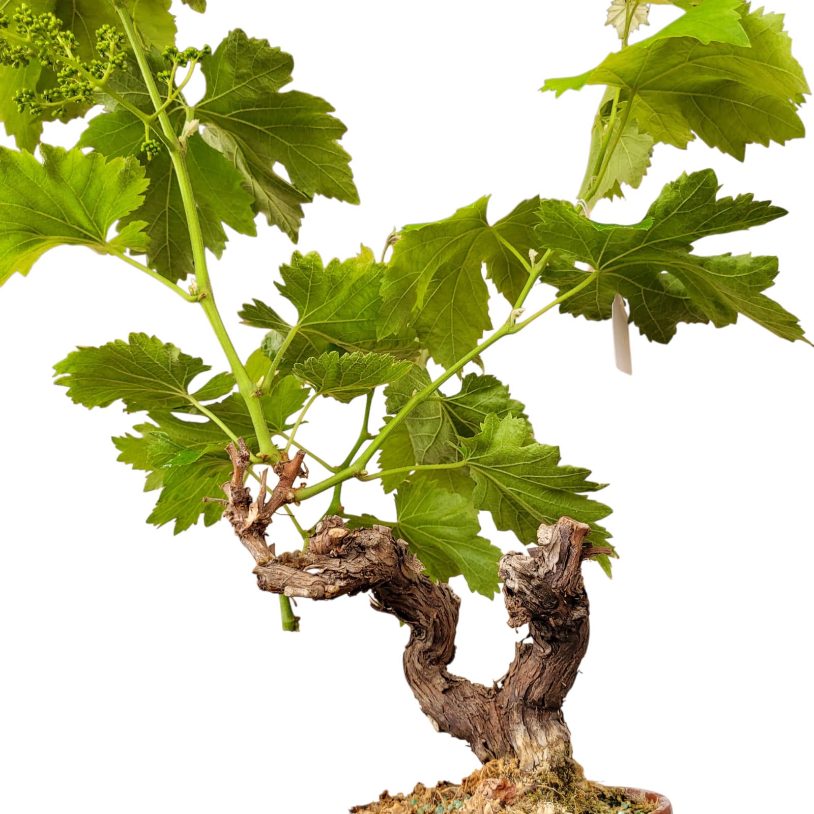 Muscat Blanc 10/15 ans N°007 avec Fruits - Le Cep De Vigne