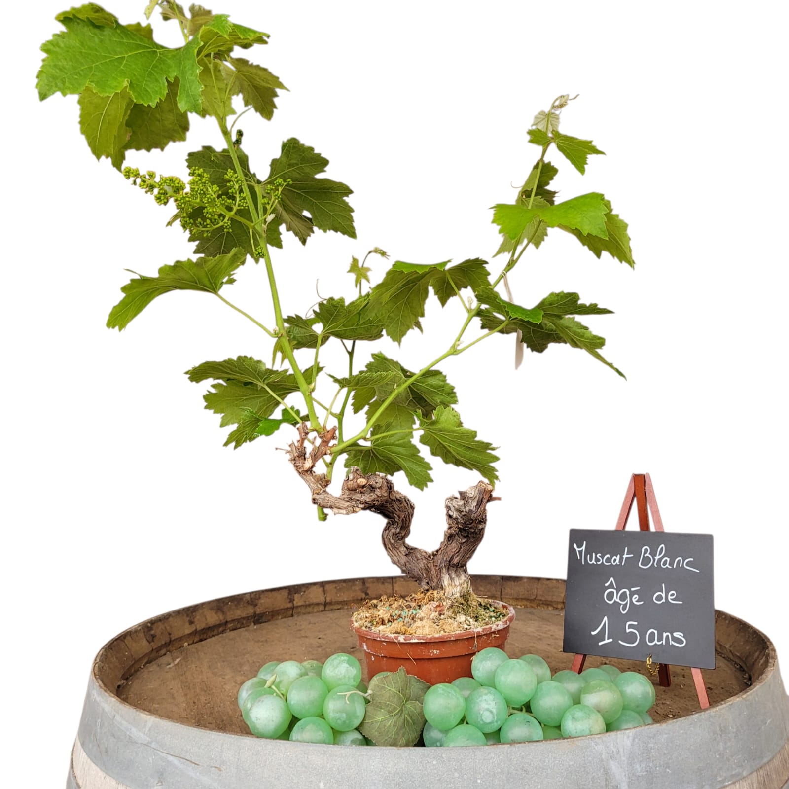 Muscat Blanc 10/15 ans N°007 avec Fruits - Le Cep De Vigne