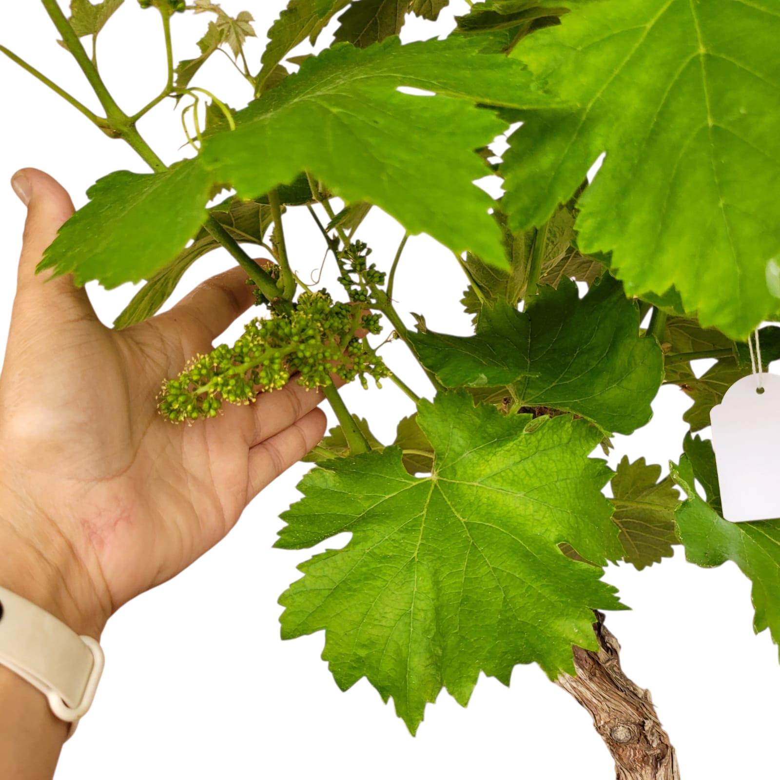 Muscat Blanc 10/15 ans N°009 avec Fruits - Le Cep De Vigne