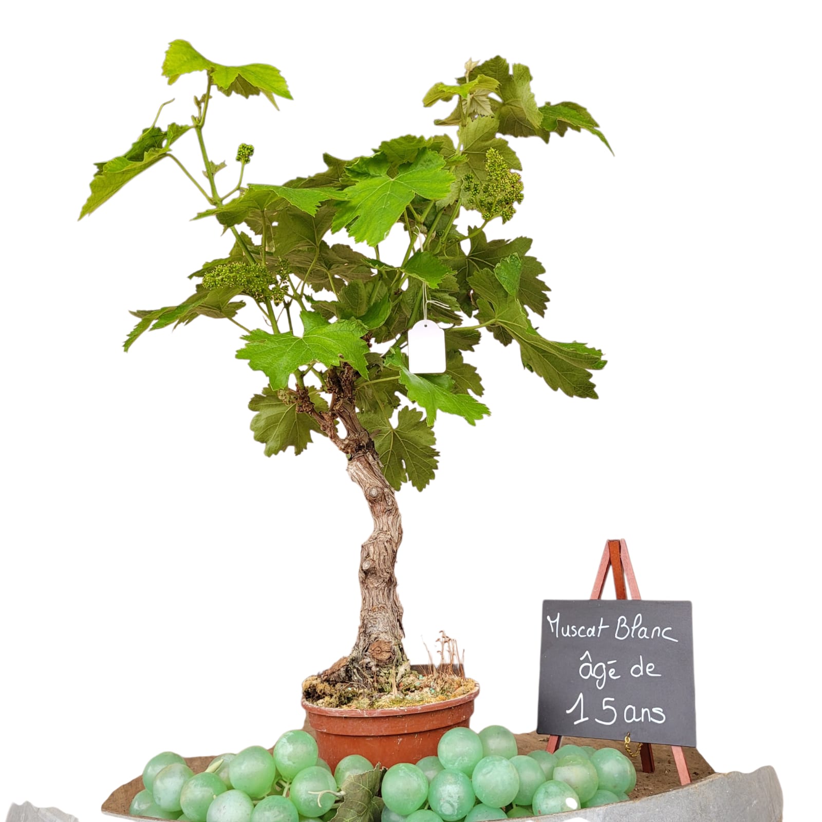 Muscat Blanc 10/15 ans N°009 avec Fruits - Le Cep De Vigne