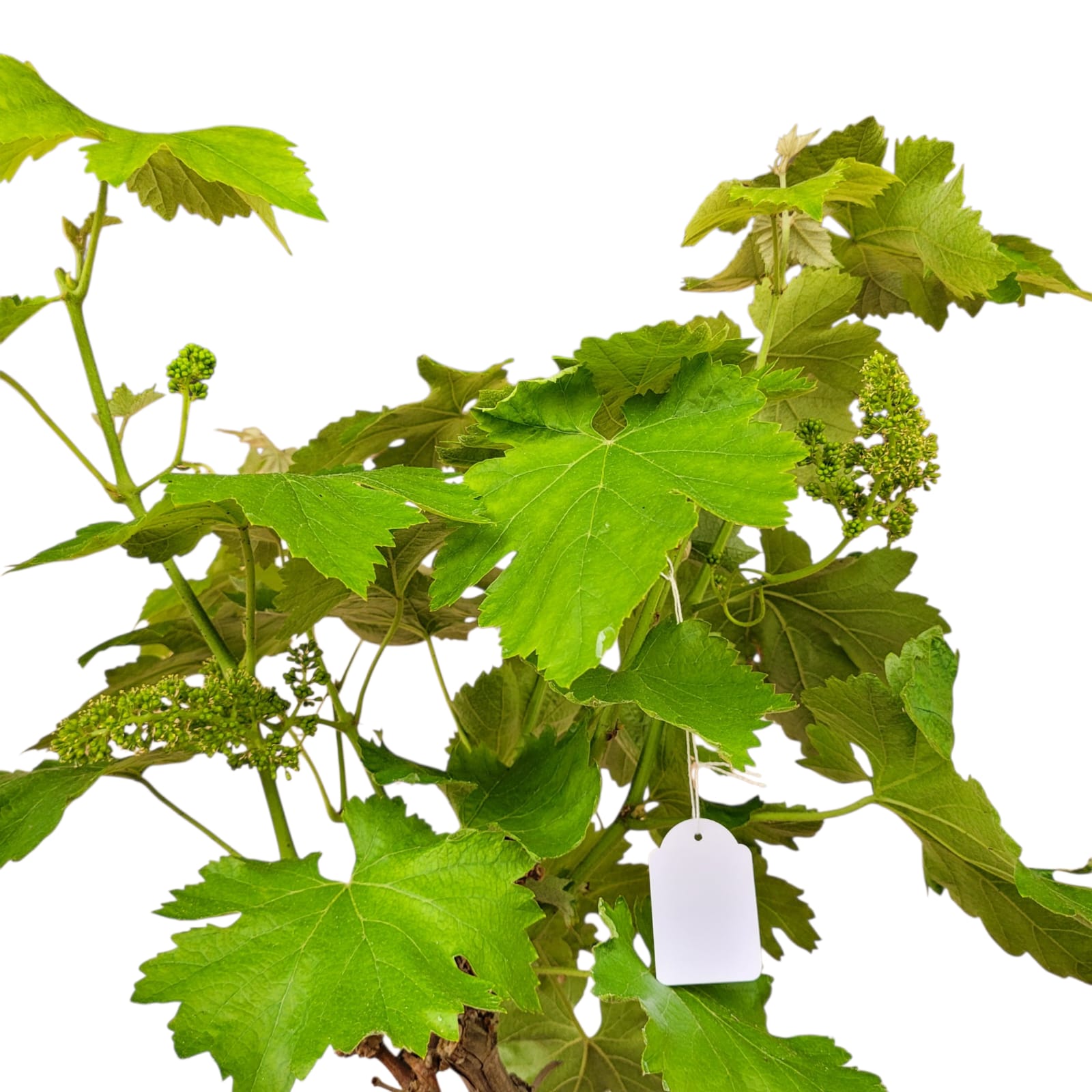 Muscat Blanc 10/15 ans N°009 avec Fruits - Le Cep De Vigne