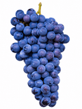 Muscat Bleu - Le Cep De Vigne