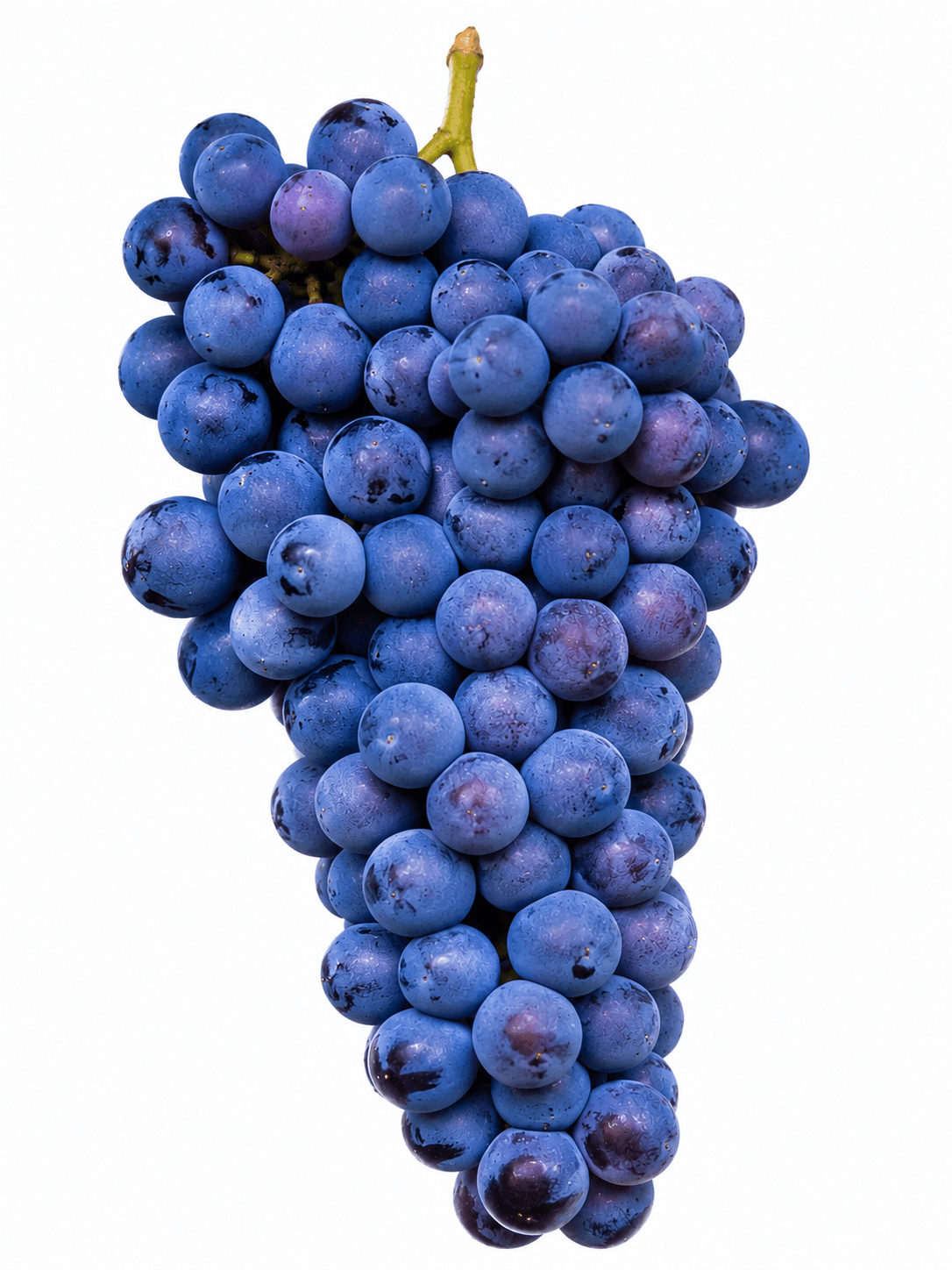 Muscat Bleu - Le Cep De Vigne