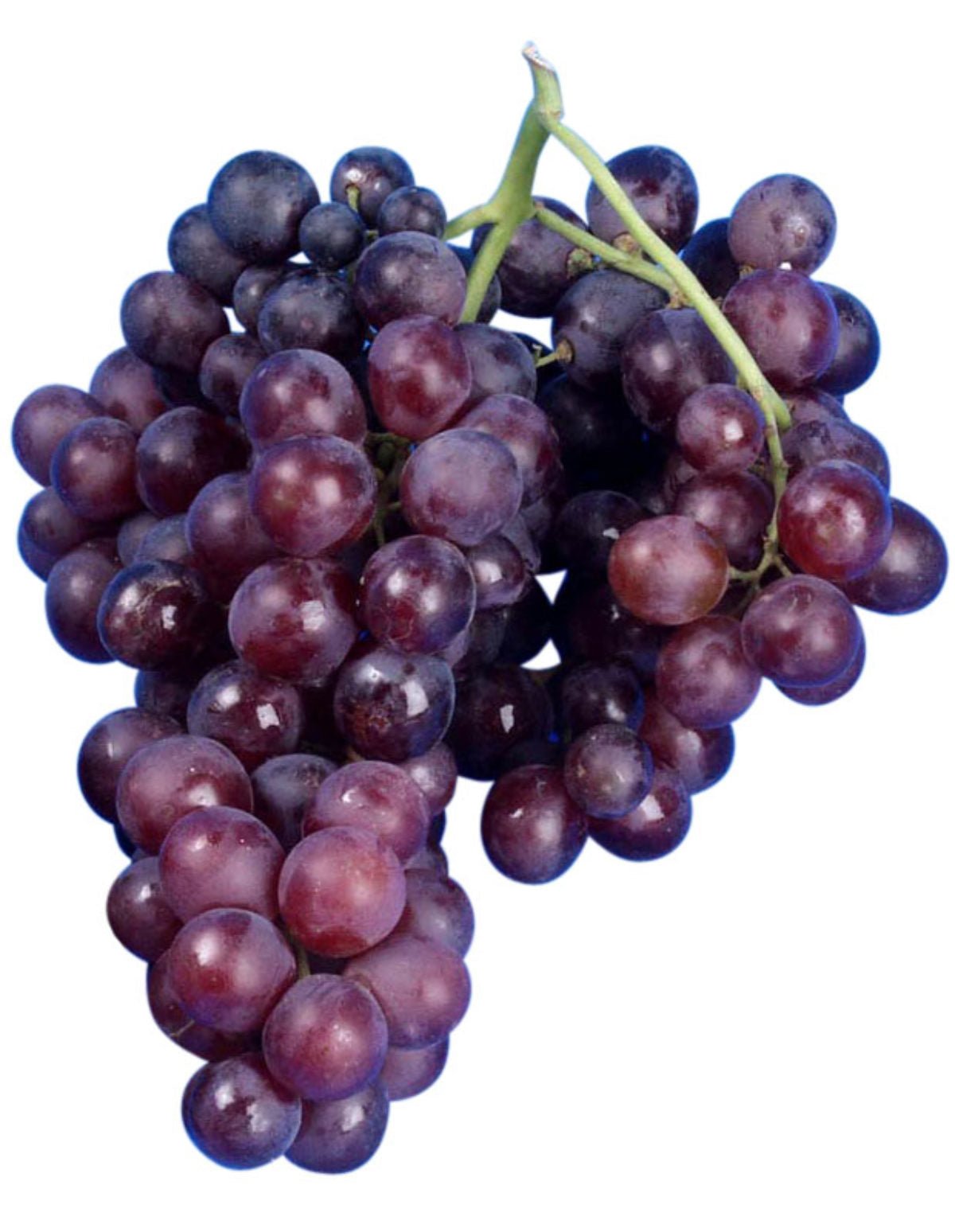 Muscat de Hambourg - Le Cep De Vigne