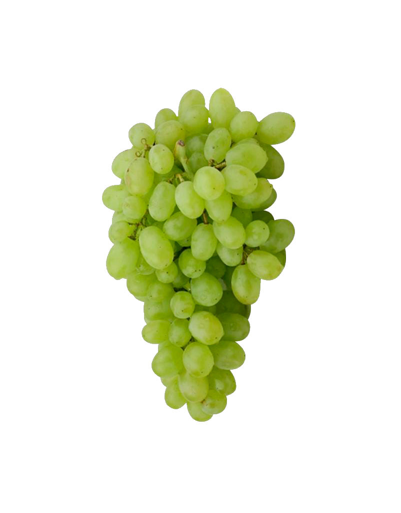 Regal seedless- sans pépins-