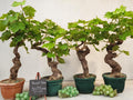 Vigne 30/35 ans Muscat Blanc - Modèle Aléatoire - Le Cep De Vigne
