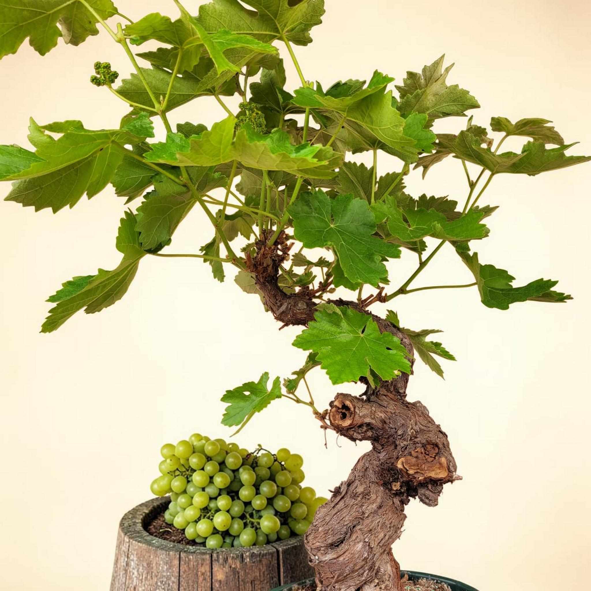 Vigne 30/35 ans Muscat Blanc N°1 avec Fruits - Le Cep De Vigne