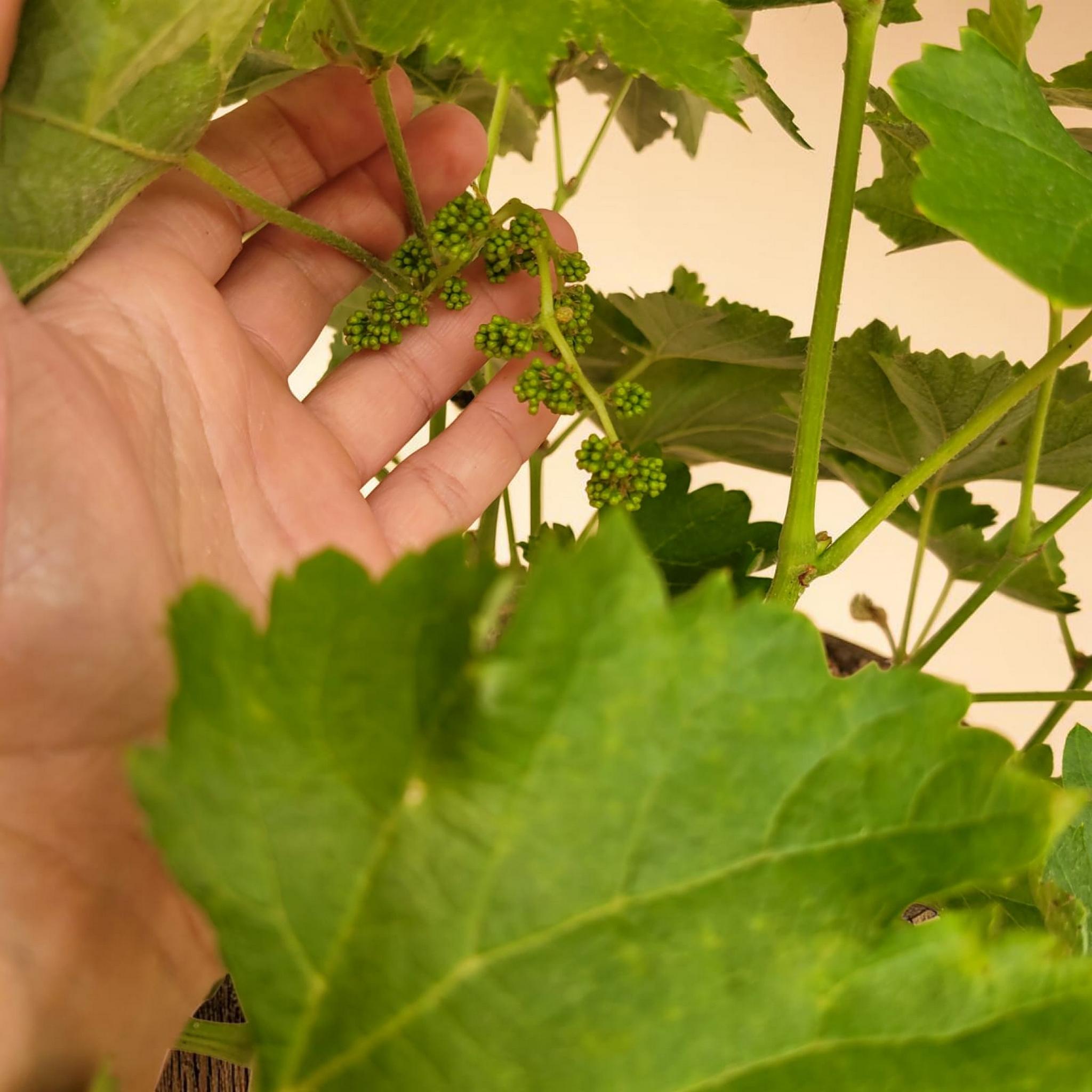 Vigne 30/35 ans Muscat Blanc N°1 avec Fruits - Le Cep De Vigne