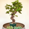 Vigne 30/35 ans Muscat Blanc N°1 avec Fruits - Le Cep De Vigne