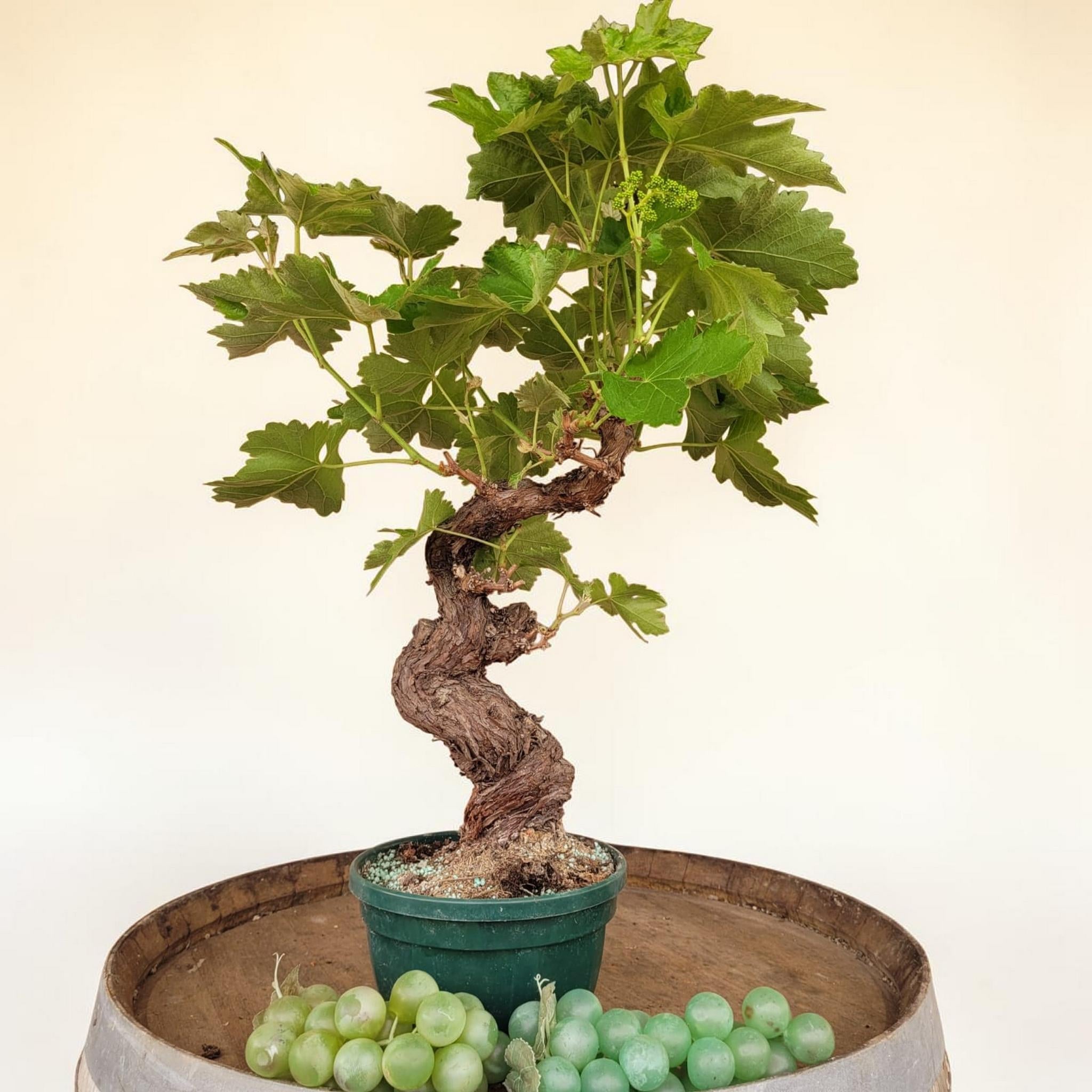 Vigne 30/35 ans Muscat Blanc N°1 avec Fruits - Le Cep De Vigne