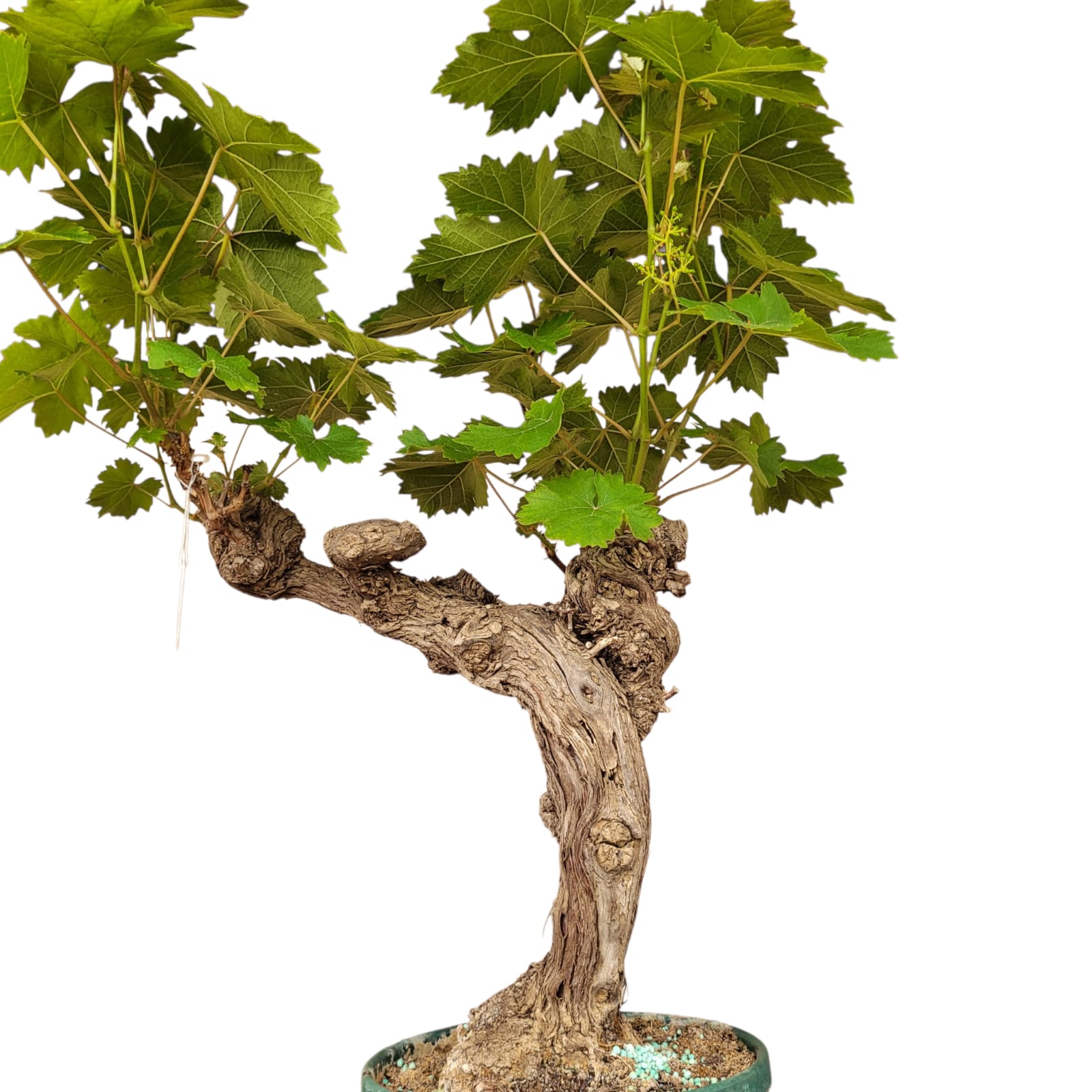 Vigne 30/35 ans Muscat Blanc N°10 - Le Cep De Vigne
