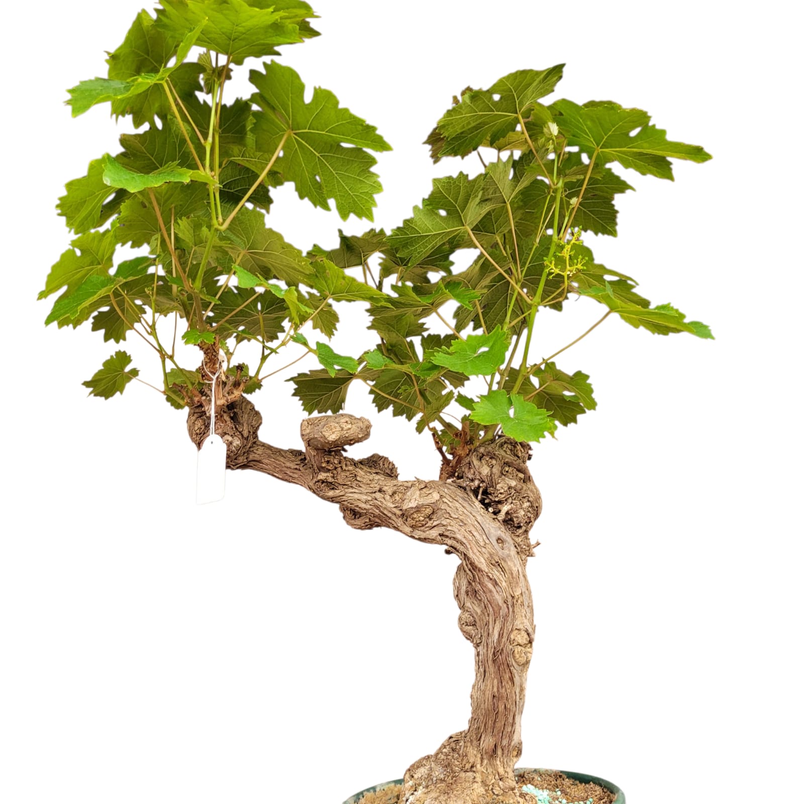Vigne 30/35 ans Muscat Blanc N°10 - Le Cep De Vigne